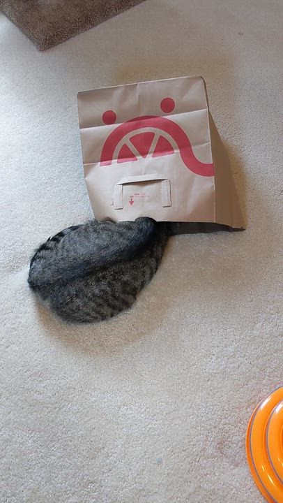 Enlarge Kismet- very charming!, a ADOPTABLE Domestic Short Hair in Portland, OR video 5/6