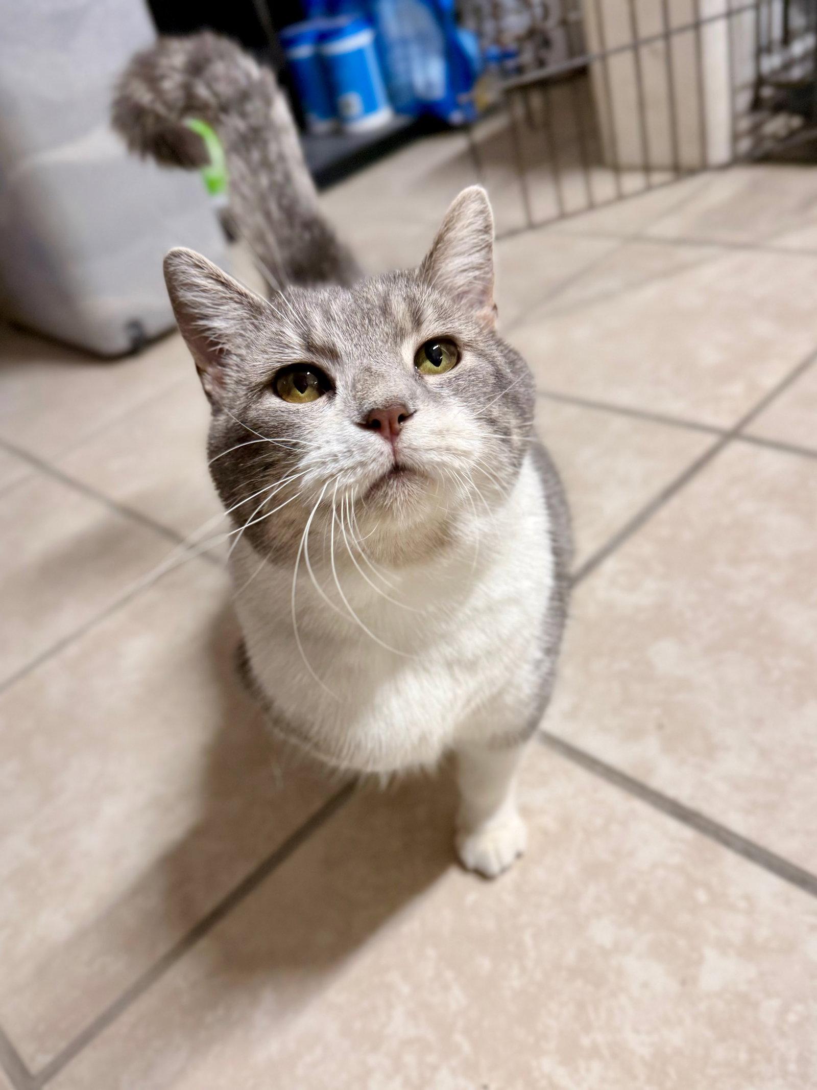 Petunia, Adopted, Adult Female Domestic Short Hair.