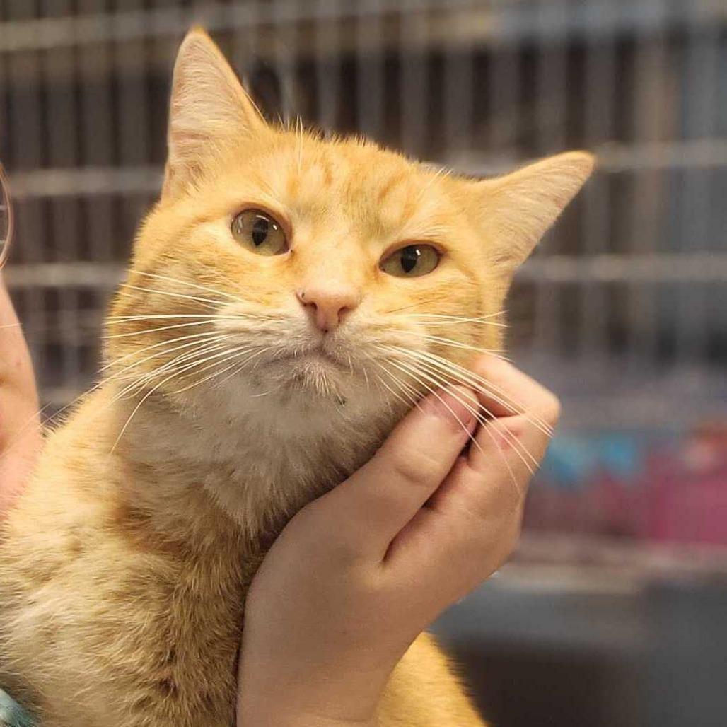 Copper, Adoptable, Adult Male Domestic Short Hair.