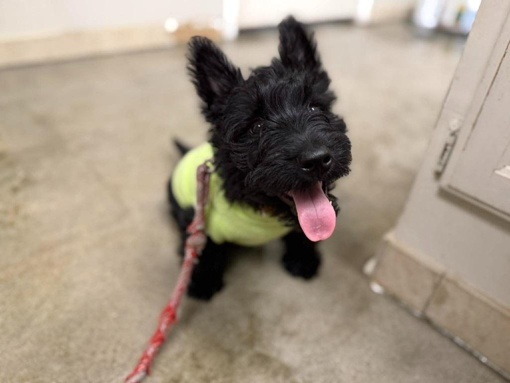 Frankie, a Adopted Scottish Terrier in Raleigh, NC image 1/6