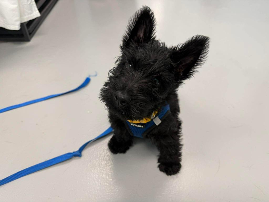 Frankie, a Adopted Scottish Terrier in Raleigh, NC image 2/6