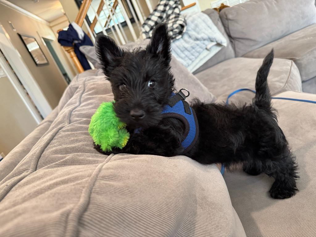 Frankie, a Adopted Scottish Terrier in Raleigh, NC image 3/6