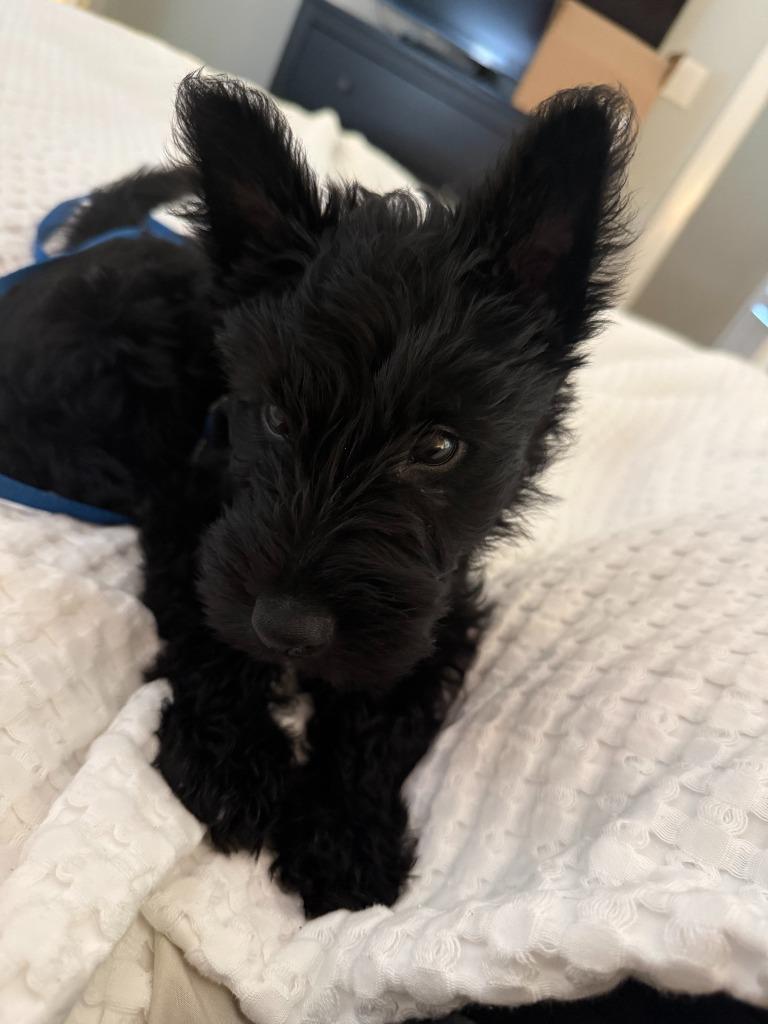 Frankie, a Adopted Scottish Terrier in Raleigh, NC image 4/6
