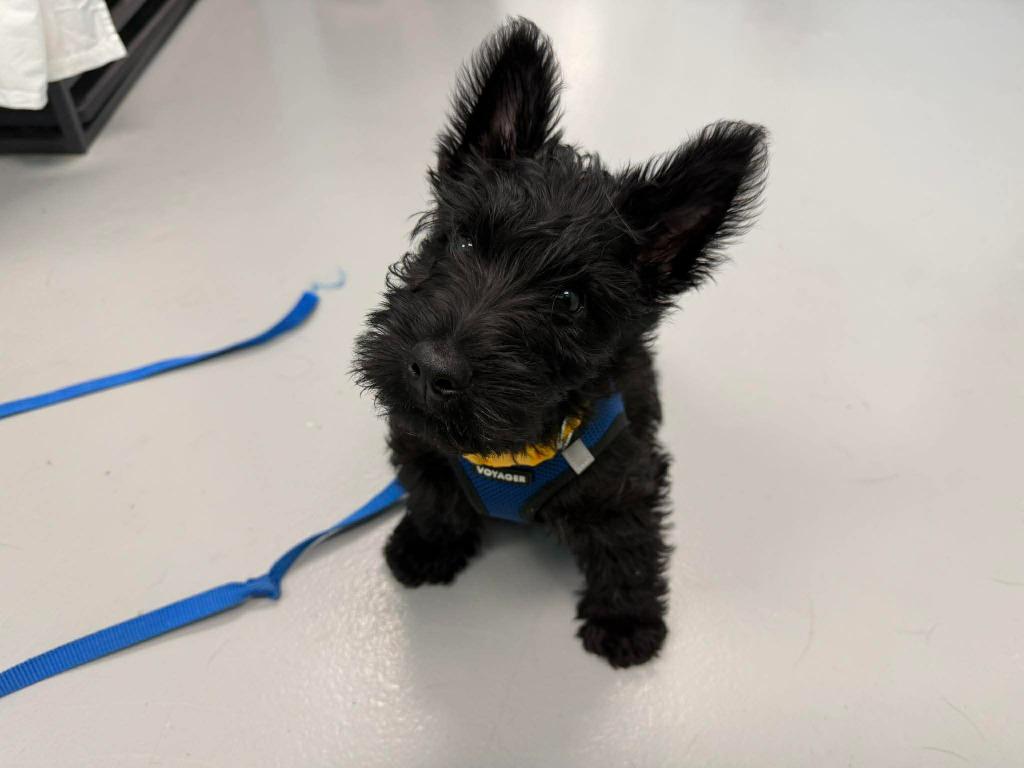 Frankie, a Adopted Scottish Terrier in Raleigh, NC image 5/6