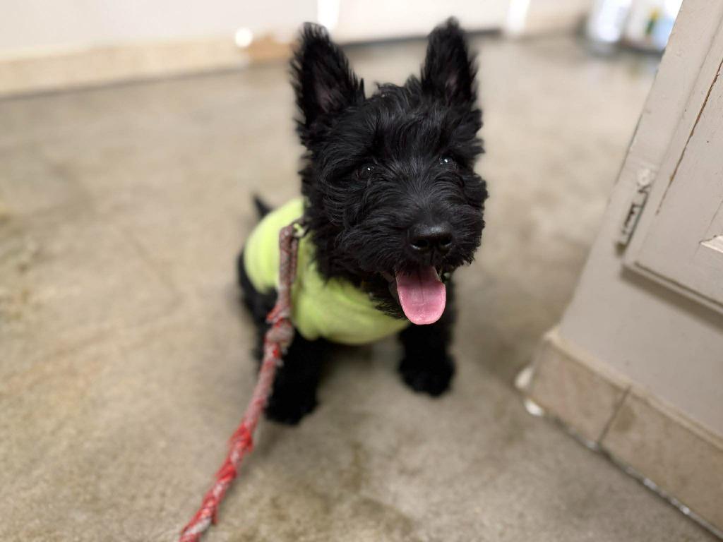 Frankie, a Adopted Scottish Terrier in Raleigh, NC image 6/6