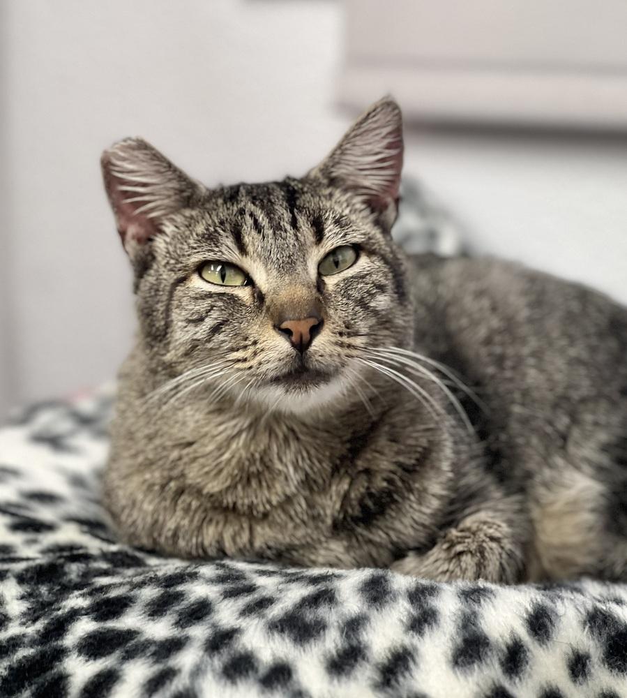 Enlarge Bentley, a Adoptable mixed breed in Jamestown, CA image 1/3