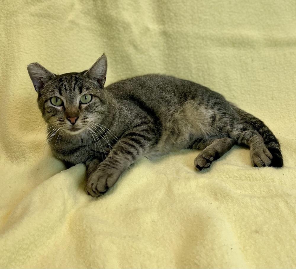 Enlarge Bentley, a Adoptable mixed breed in Jamestown, CA image 2/3
