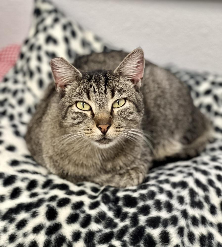 Enlarge Bentley, a Adoptable mixed breed in Jamestown, CA image 3/3