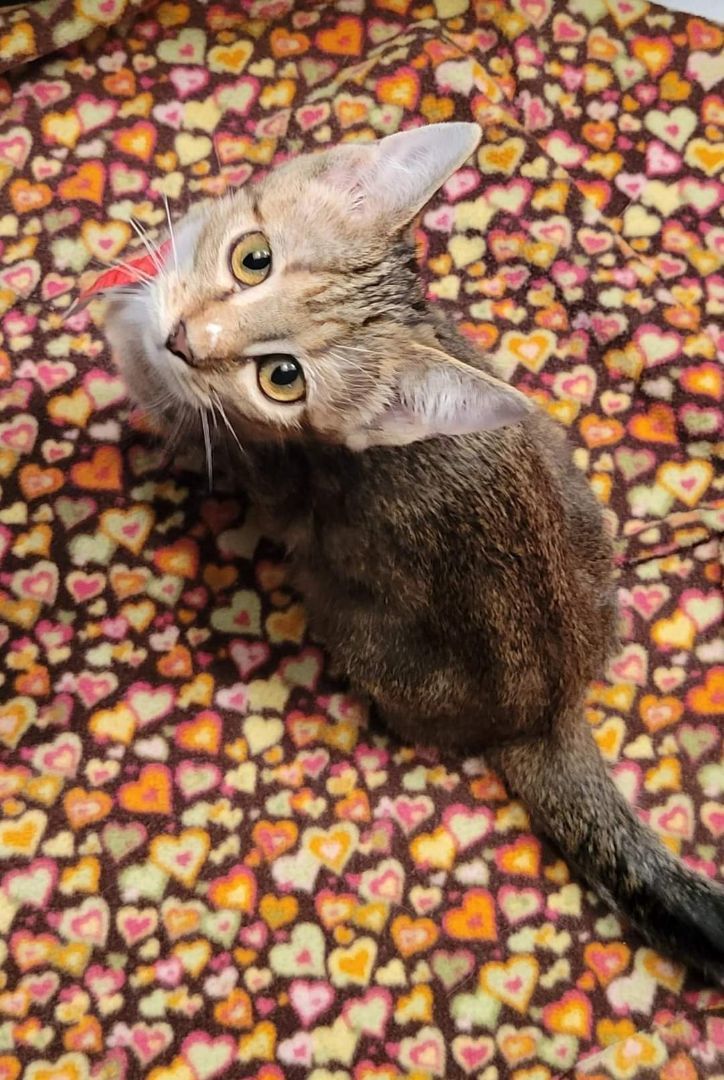 Babs, Adoptable, Kitten Female Domestic Short Hair.