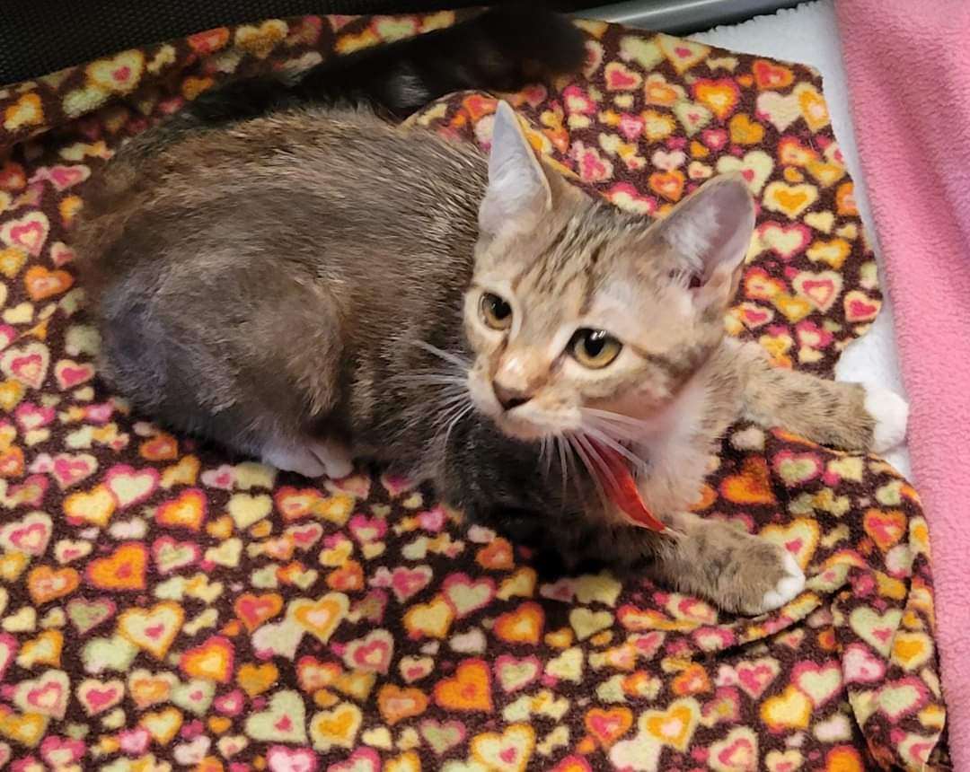 Enlarge Babs, a Adoptable Domestic Short Hair in Sykesville, MD image 2/8