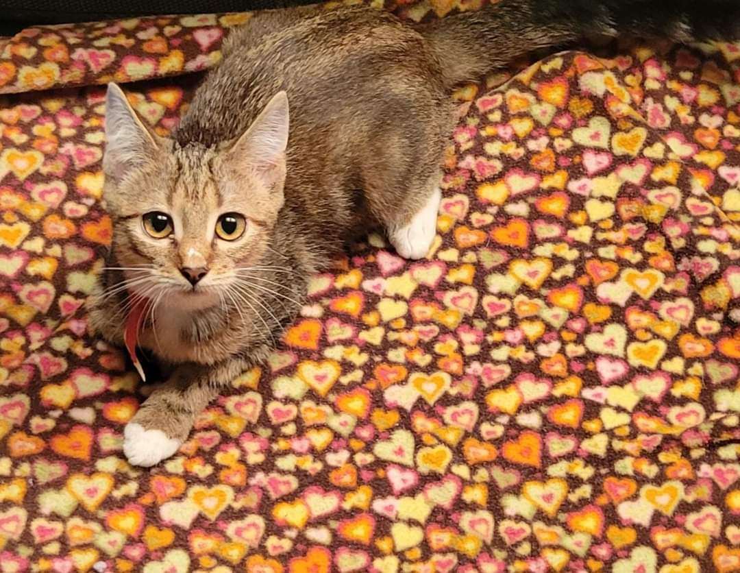 Enlarge Babs, a Adoptable Domestic Short Hair in Sykesville, MD image 3/8