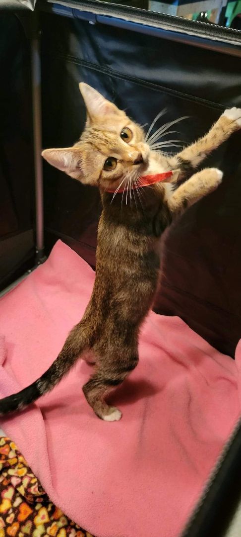 Enlarge Babs, a Adoptable Domestic Short Hair in Sykesville, MD image 4/8