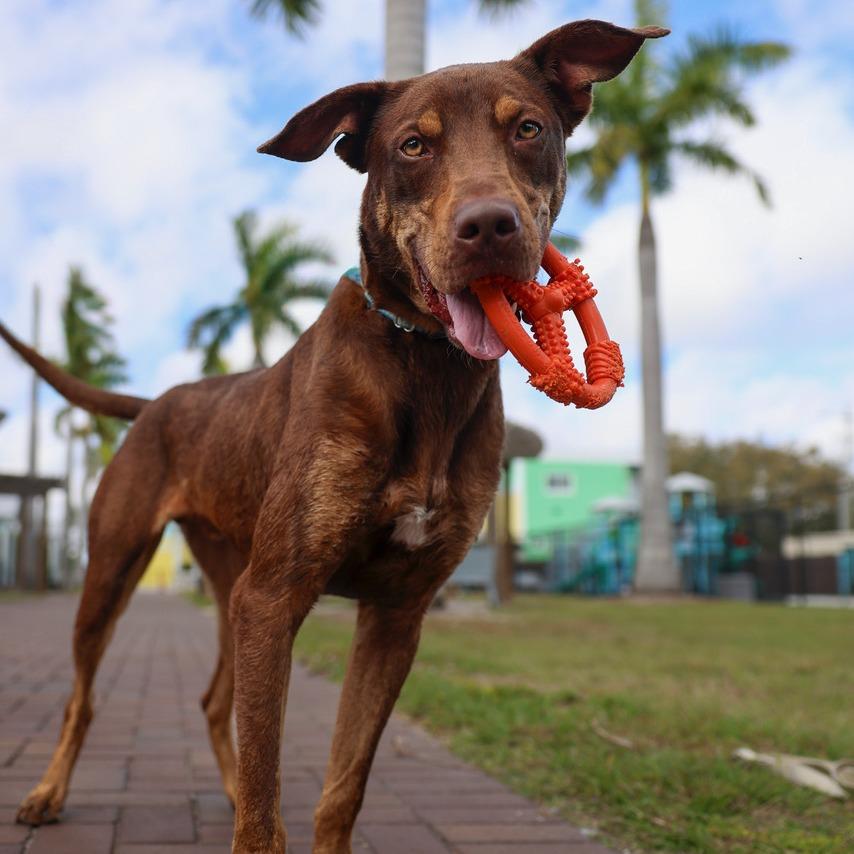 Enlarge Max, a Adoptable mixed breed in Bradenton, FL image 4/6