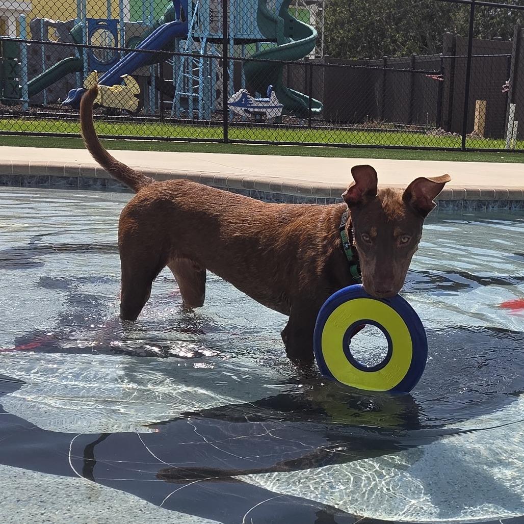 Max, a Adoptable mixed breed in Bradenton, FL image 5/6