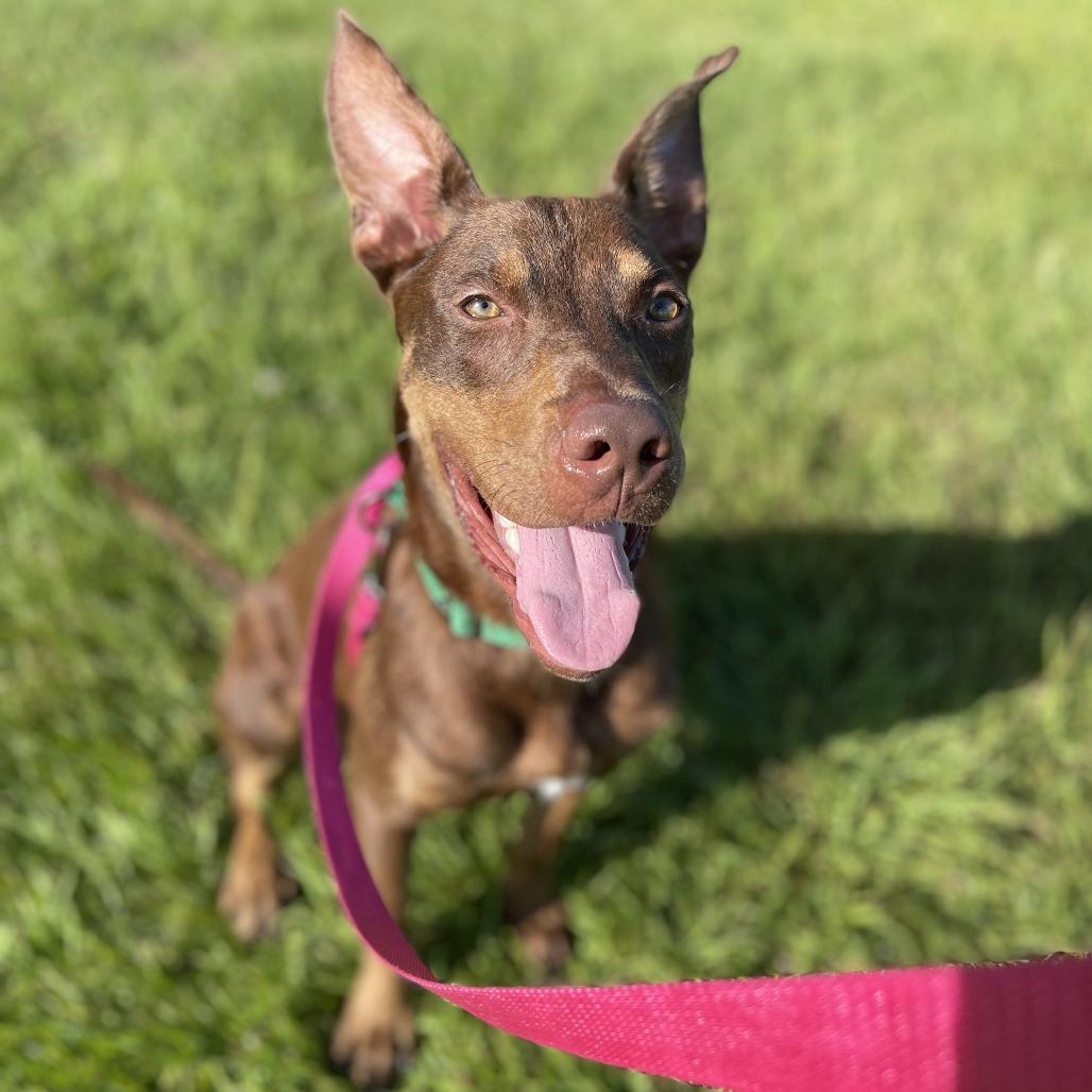 Enlarge Max, a Adoptable mixed breed in Bradenton, FL image 5/6