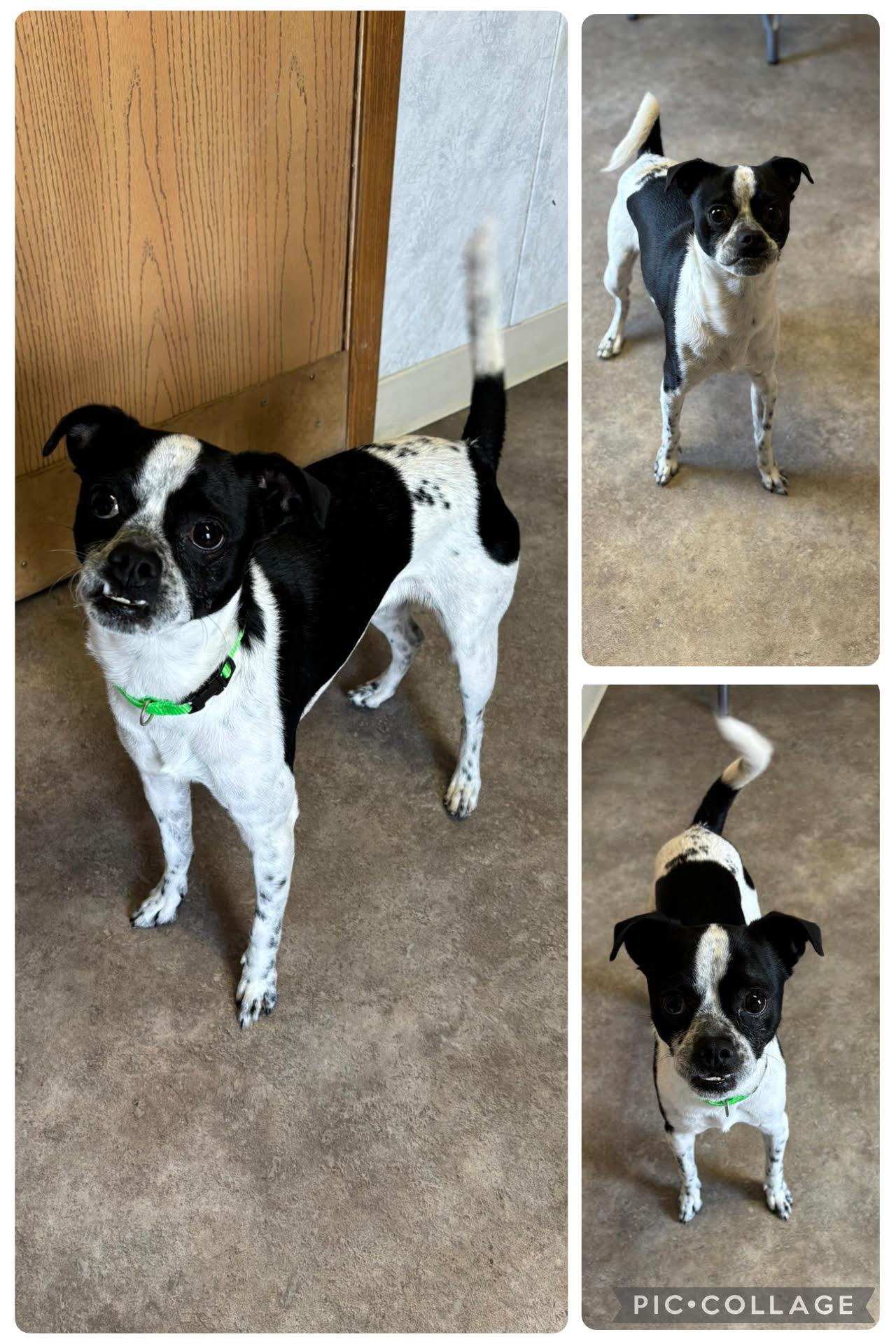 Ruckus, an adoptable Mixed Breed in Rock Springs, WY, 82901 | Photo Image 1