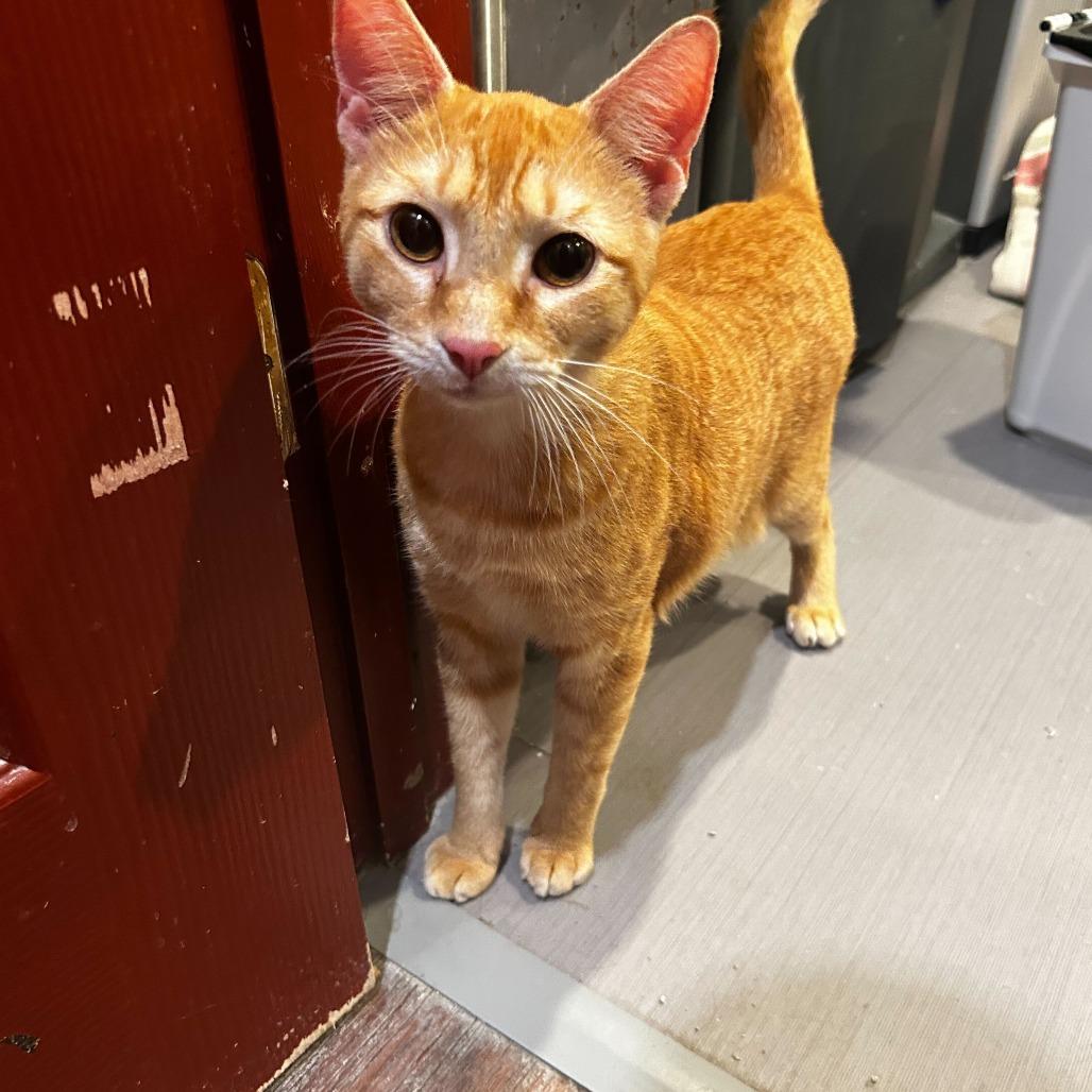 Al, a Adoptable Domestic Short Hair in Alexandria, VA image 1/2