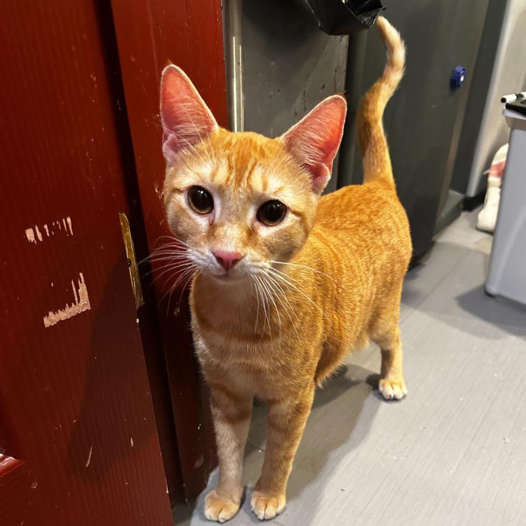 Al, a Adoptable Domestic Short Hair in Alexandria, VA image 2/2