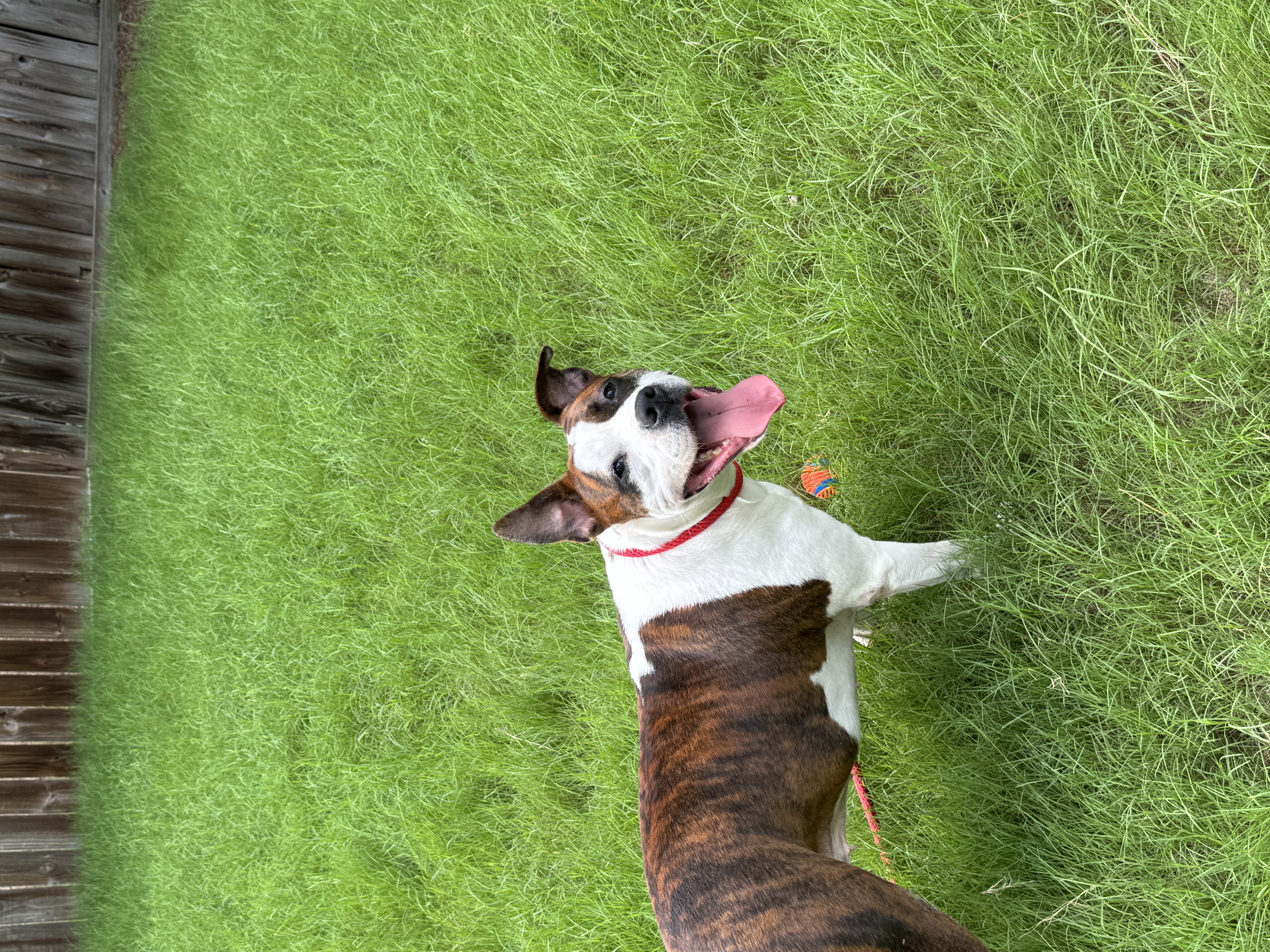 Enlarge Lana, a Adoptable mixed breed in Grayson, GA image 3/4