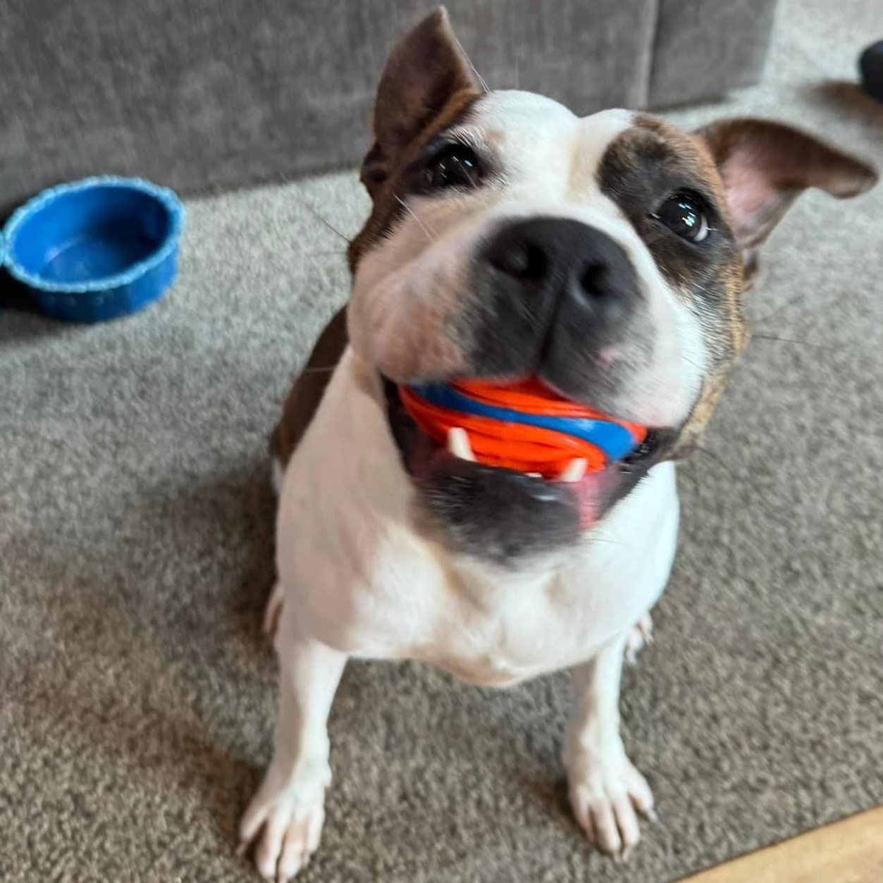 Enlarge Lana, a Adoptable mixed breed in Grayson, GA image 2/4