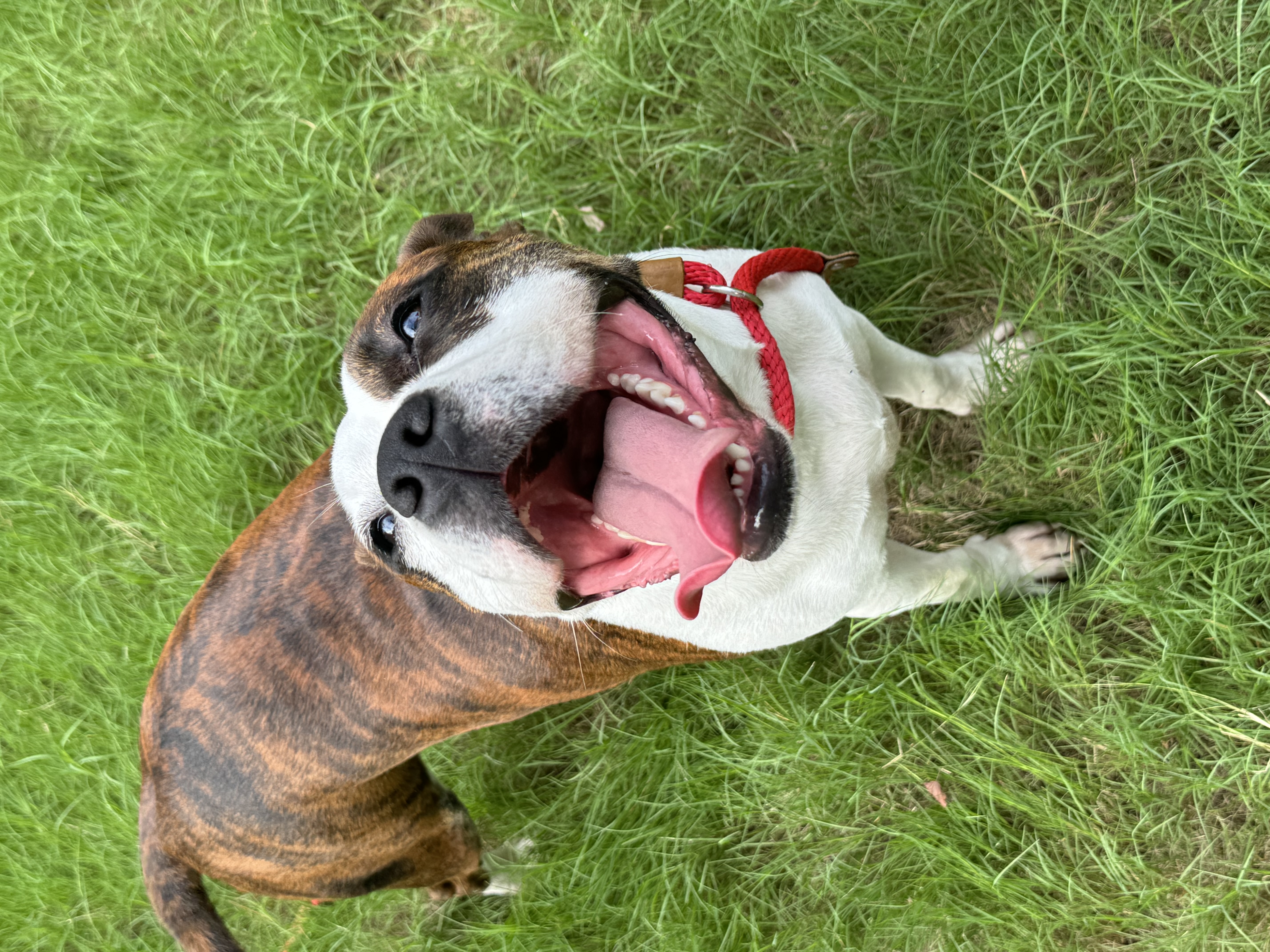 Lana, Adoptable, Adult Female Pit Bull Terrier & Boxer.