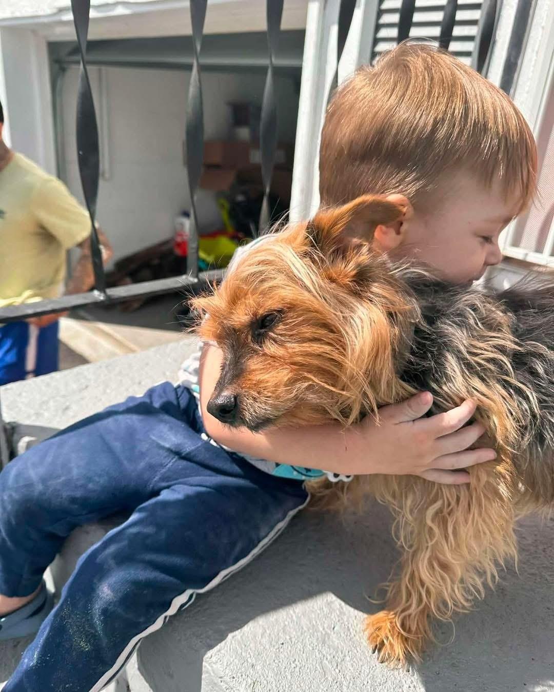 Chewy, a ADOPTABLE Yorkshire Terrier in Youngstown, OH image 2/4