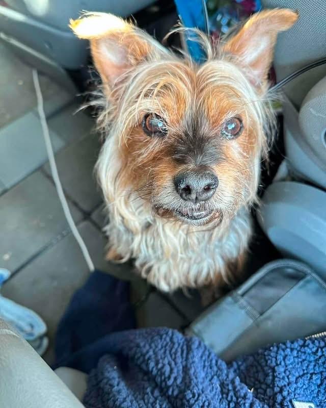 Chewy, a ADOPTABLE Yorkshire Terrier in Youngstown, OH image 1/4