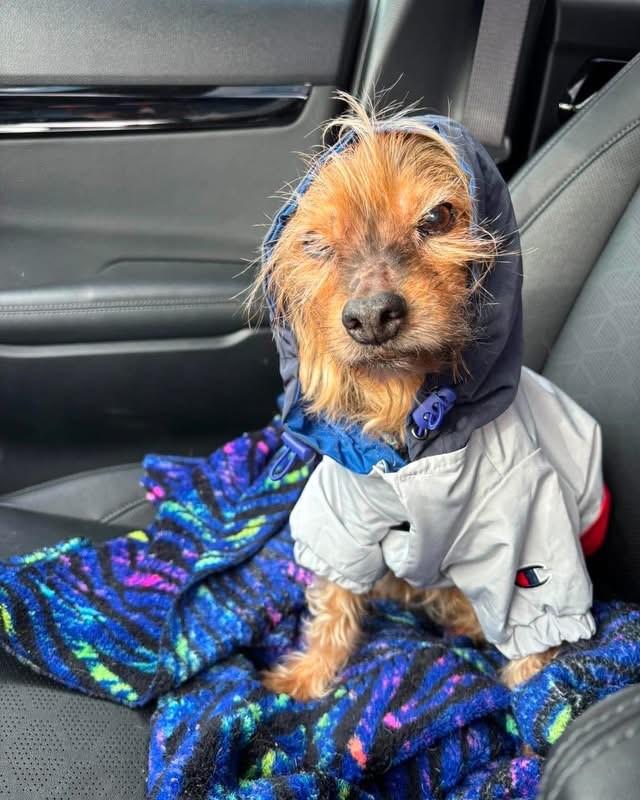 Chewy, a ADOPTABLE Yorkshire Terrier in Youngstown, OH image 3/4
