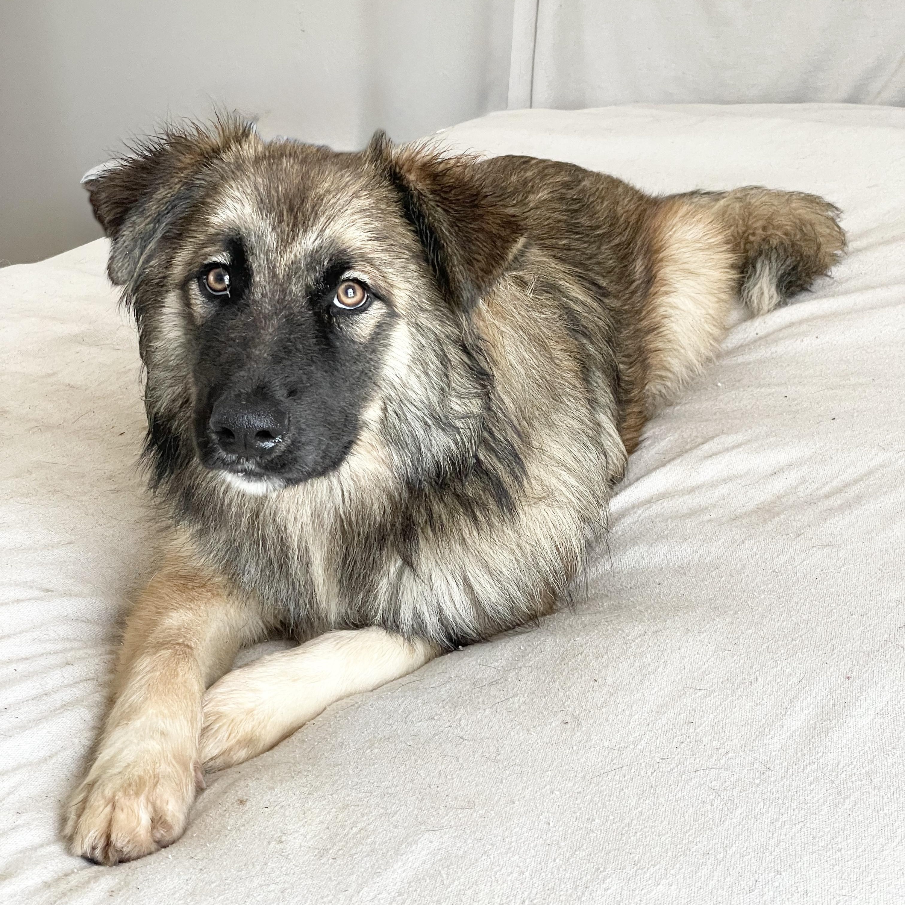 Amazing Rupert, ADOPTABLE, Young Male Golden Retriever & German Shepherd Dog.