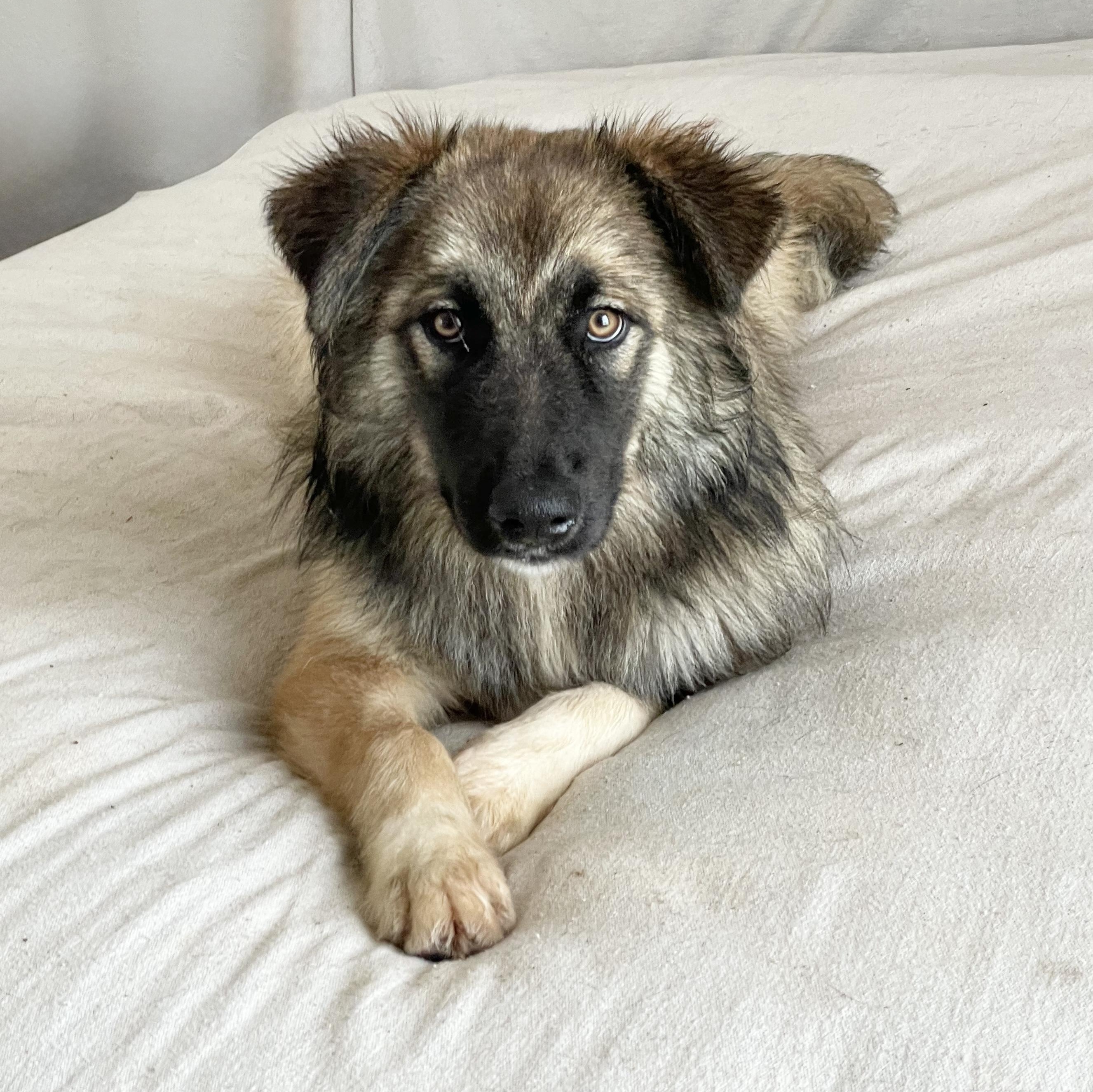 Enlarge Amazing Rupert, a ADOPTABLE mixed breed in West Hartford , CT image 5/5