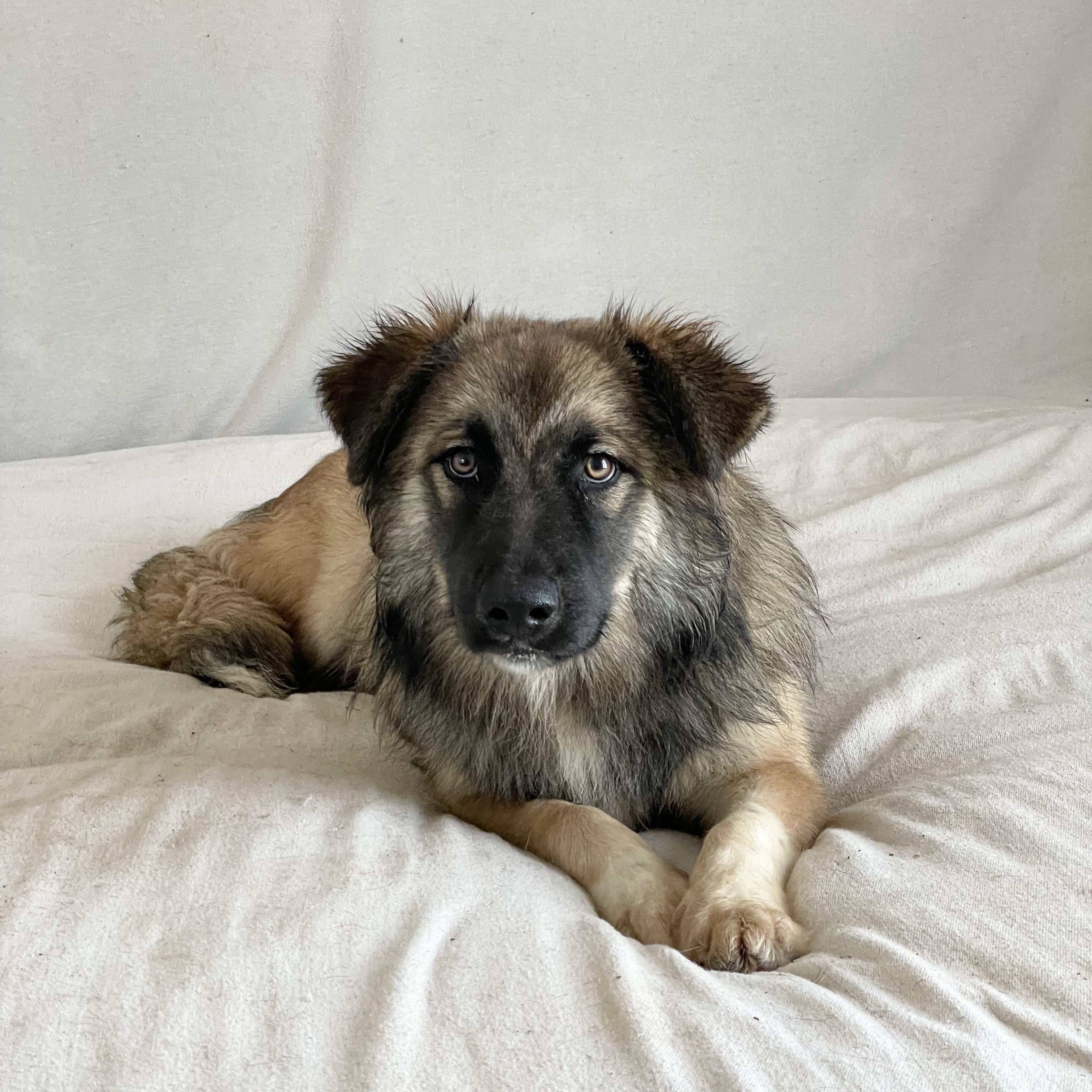 Enlarge Amazing Rupert, a ADOPTABLE mixed breed in West Hartford , CT image 2/5