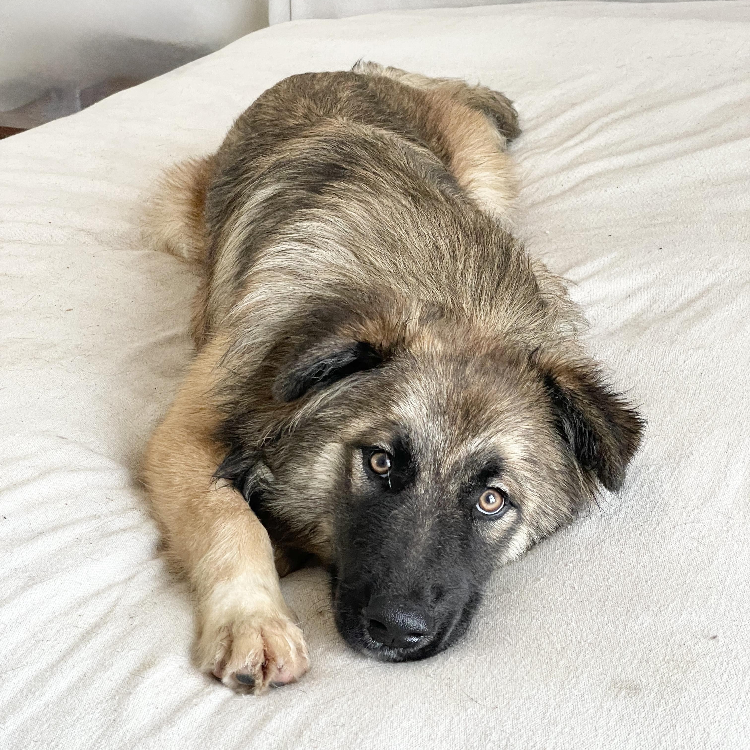 Enlarge Amazing Rupert, a ADOPTABLE mixed breed in West Hartford , CT image 3/5