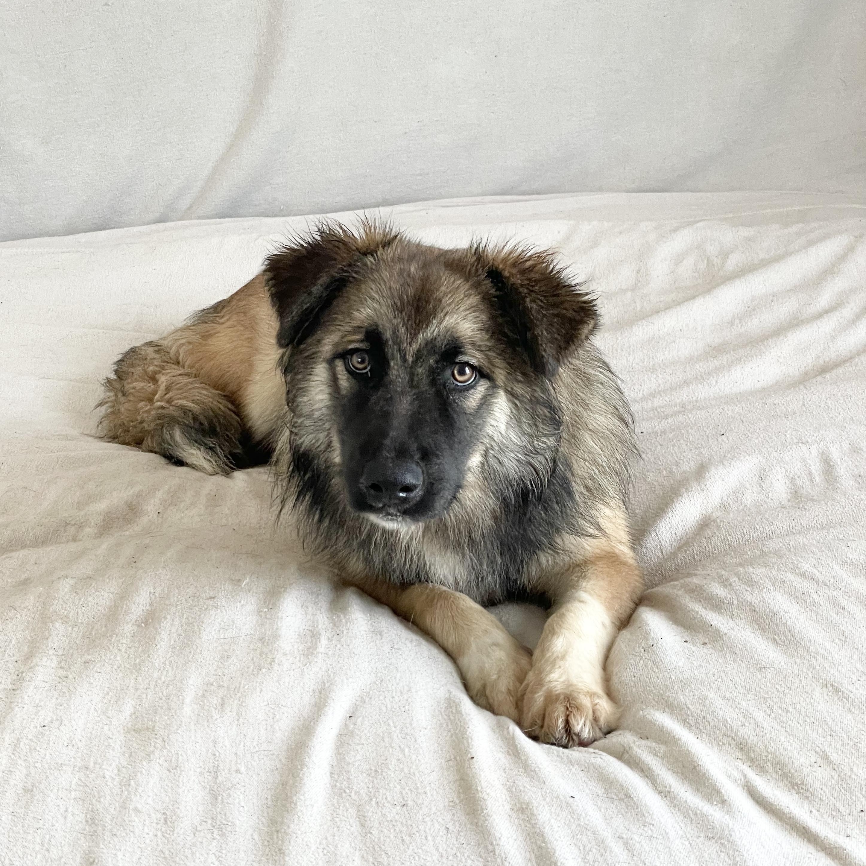 Enlarge Amazing Rupert, a ADOPTABLE mixed breed in West Hartford , CT image 4/5