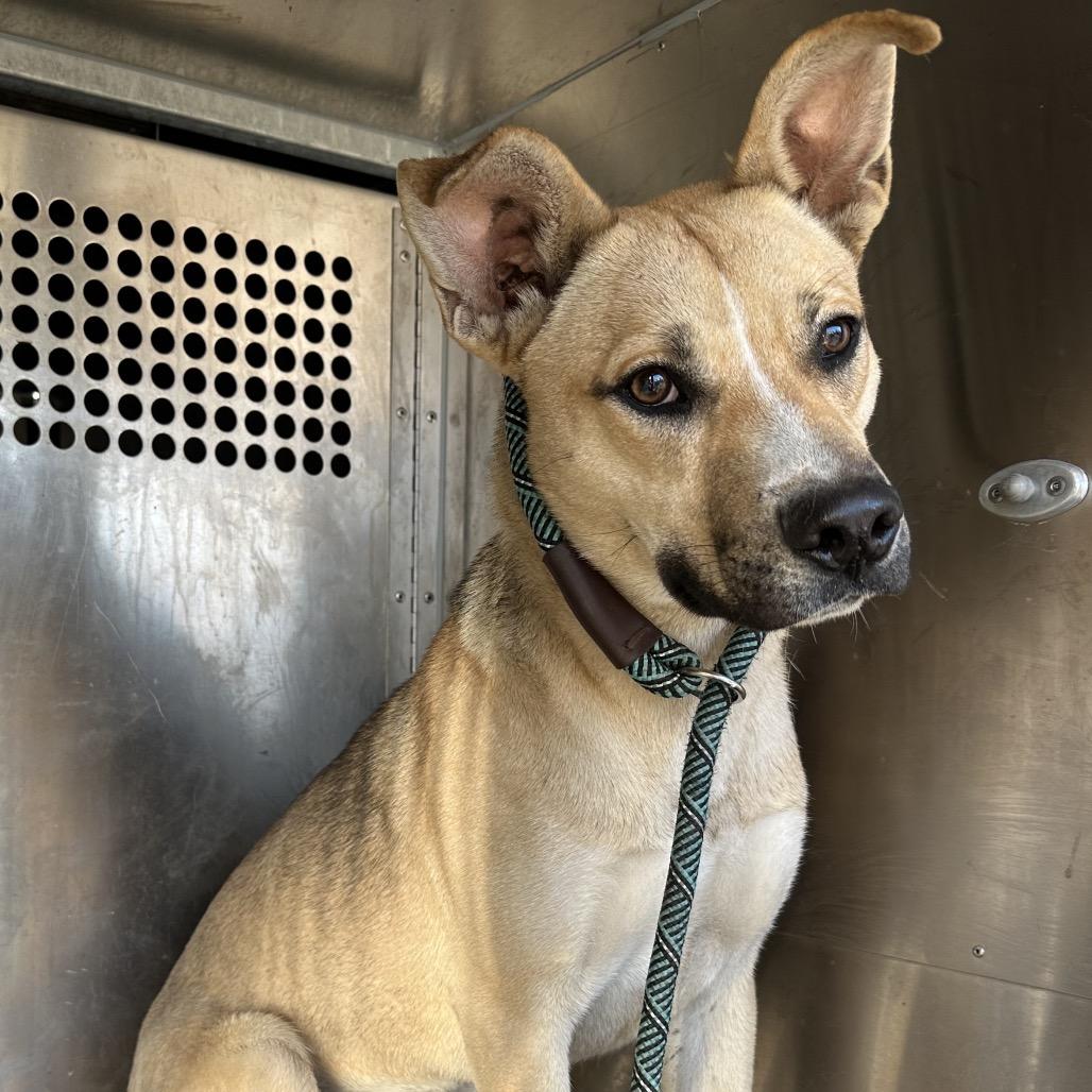 Flapjack — thumbnail 2