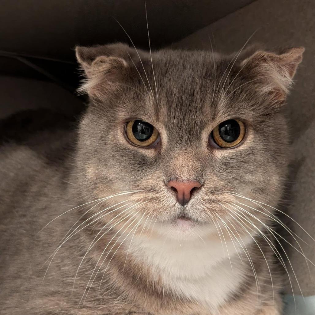 Stirling, Adoptable, Senior Male Domestic Short Hair.