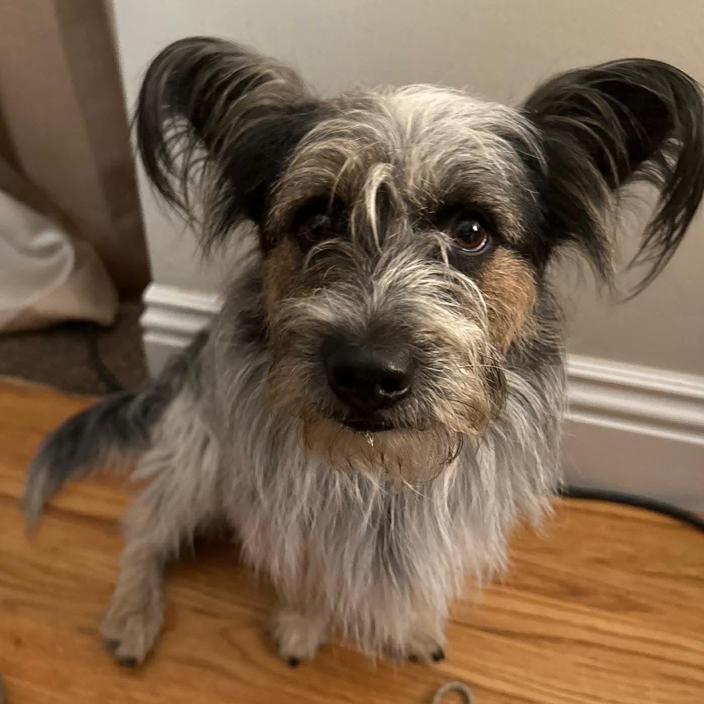 Enlarge Samson, a Adoptable mixed breed in Burbank, CA image 1/5