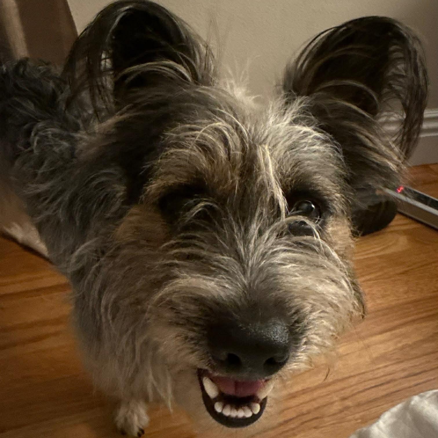 Enlarge Samson, a Adoptable mixed breed in Burbank, CA image 4/5