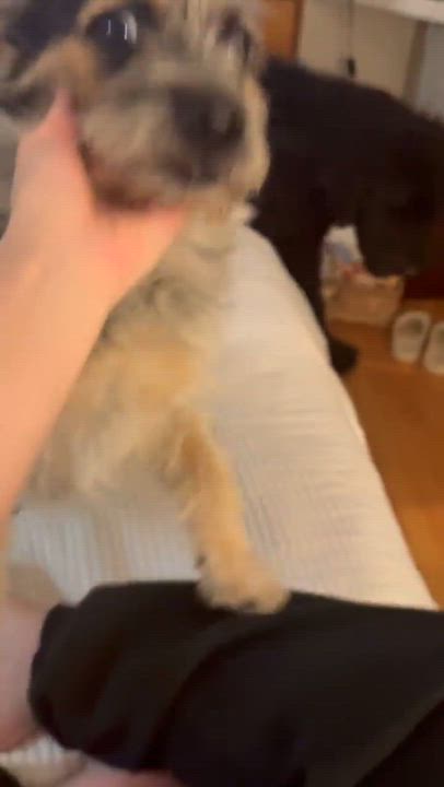 Enlarge Samson, a Adoptable mixed breed in Burbank, CA video 5/5