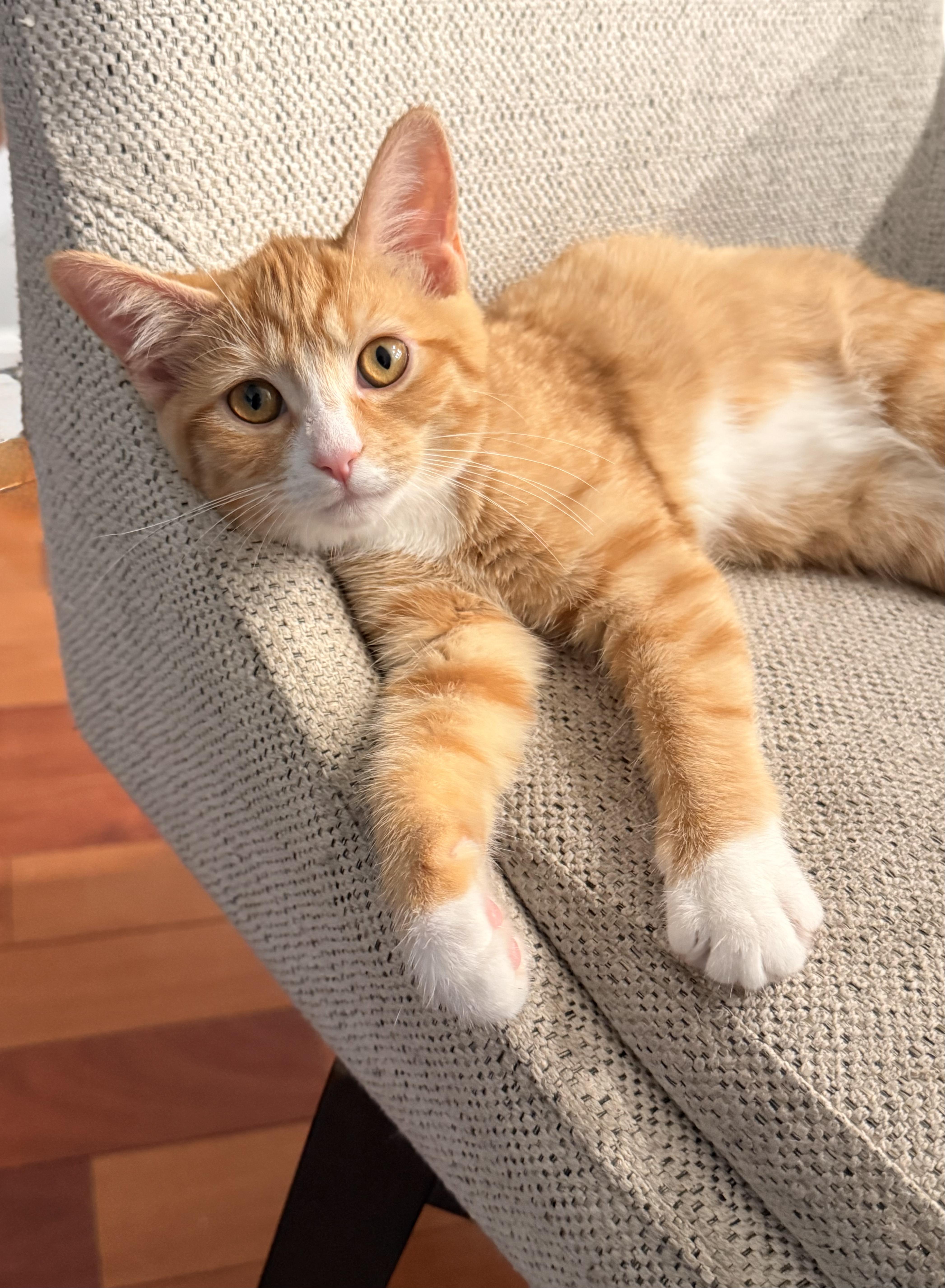 Enlarge Earline - Little Miss Mischief, a Adopted Domestic Short Hair in Bristow, VA image 3/6