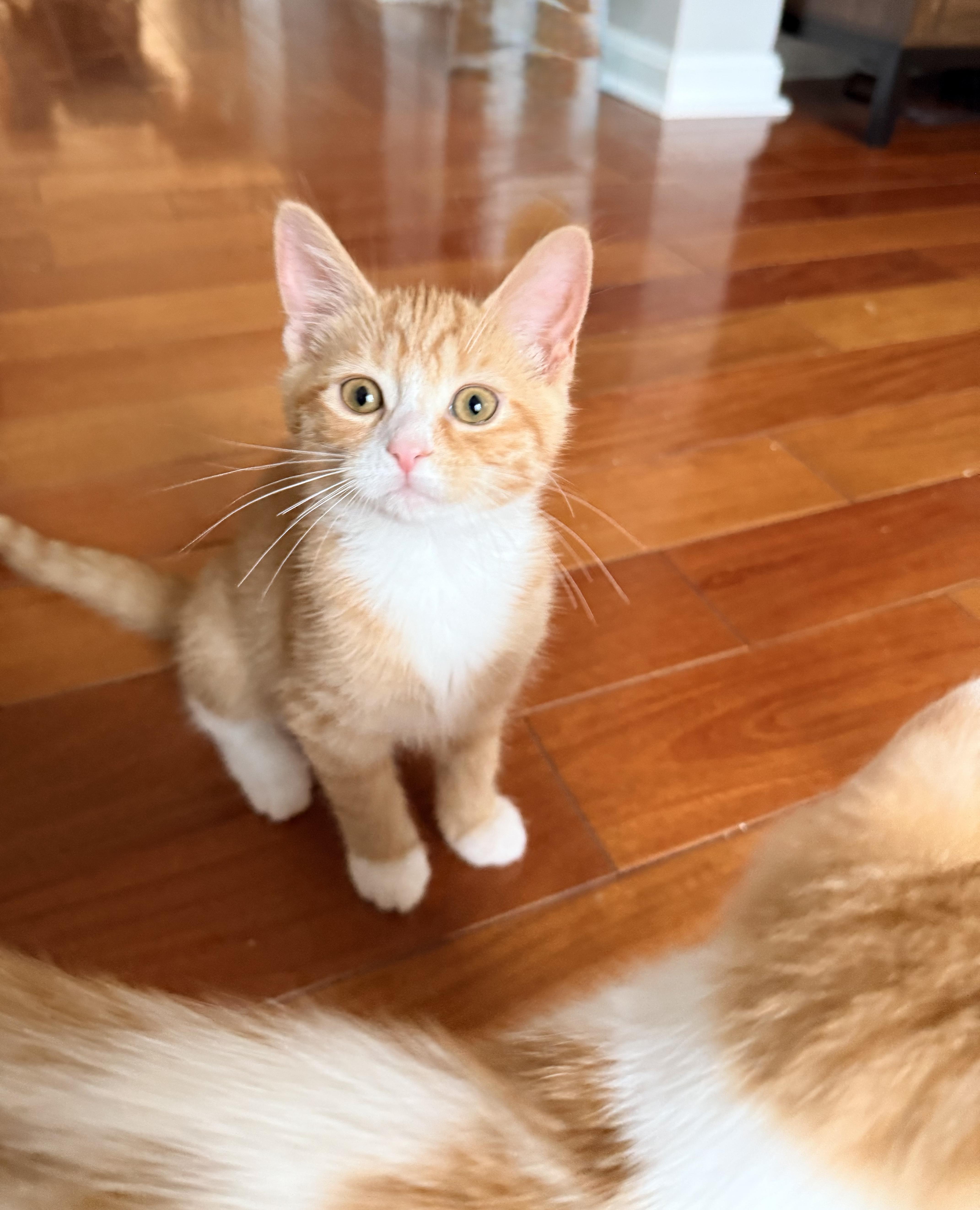 Enlarge Earline - Little Miss Mischief, a Adopted Domestic Short Hair in Bristow, VA image 2/6
