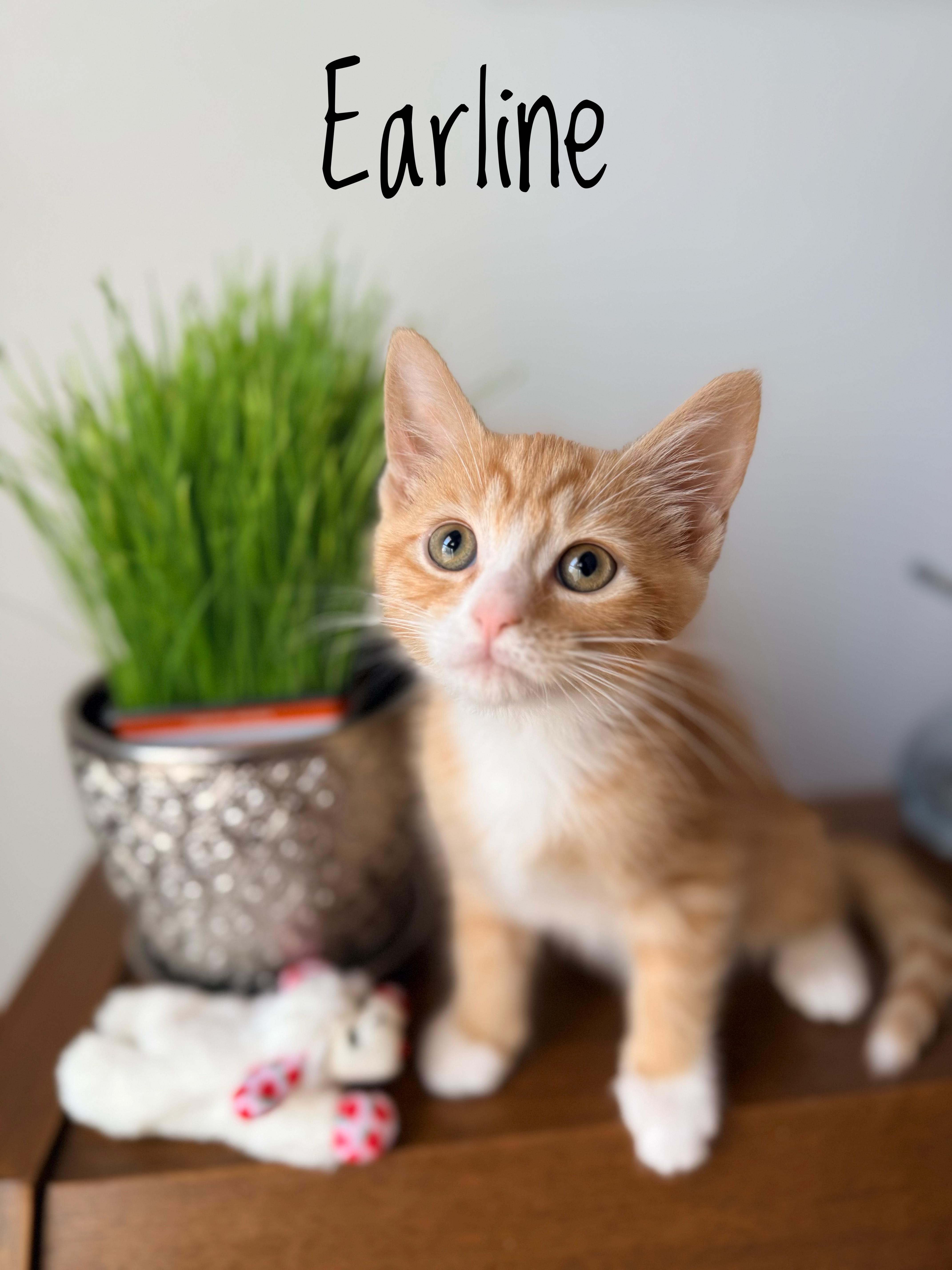 Enlarge Earline - Little Miss Mischief, a Adopted Domestic Short Hair in Bristow, VA image 5/6