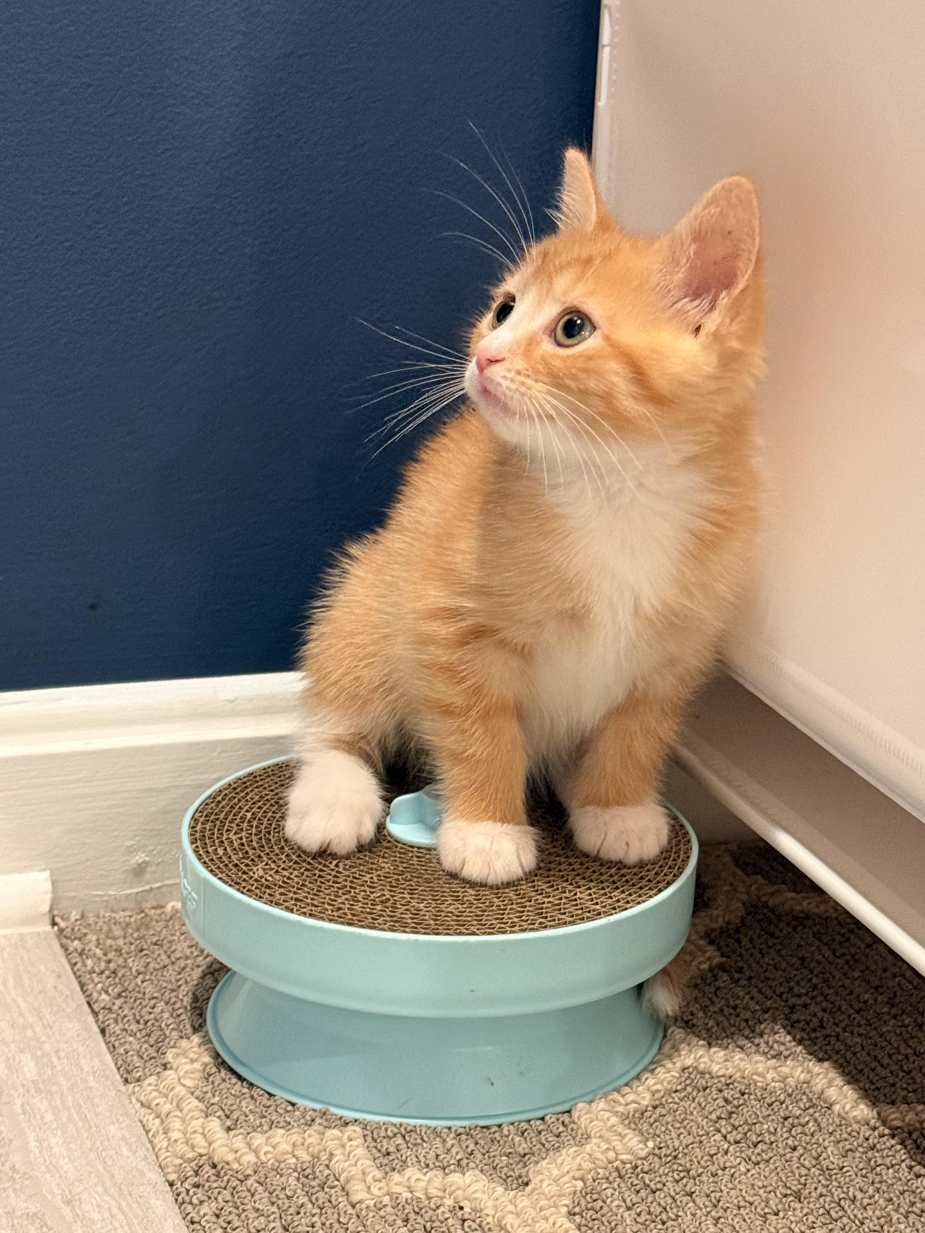 Enlarge Earline - Little Miss Mischief, a Adopted Domestic Short Hair in Bristow, VA image 4/6