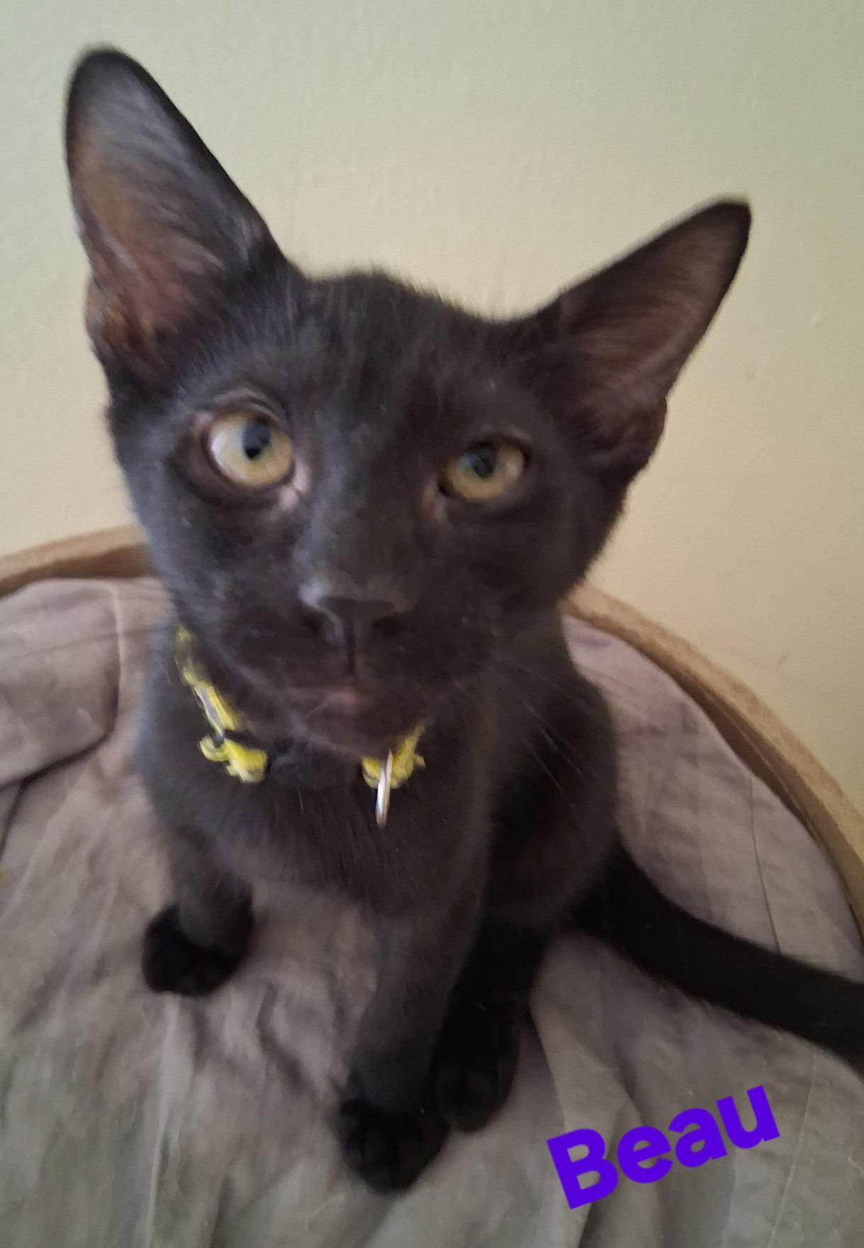 Beau, Adoptable, Young Male Domestic Short Hair.