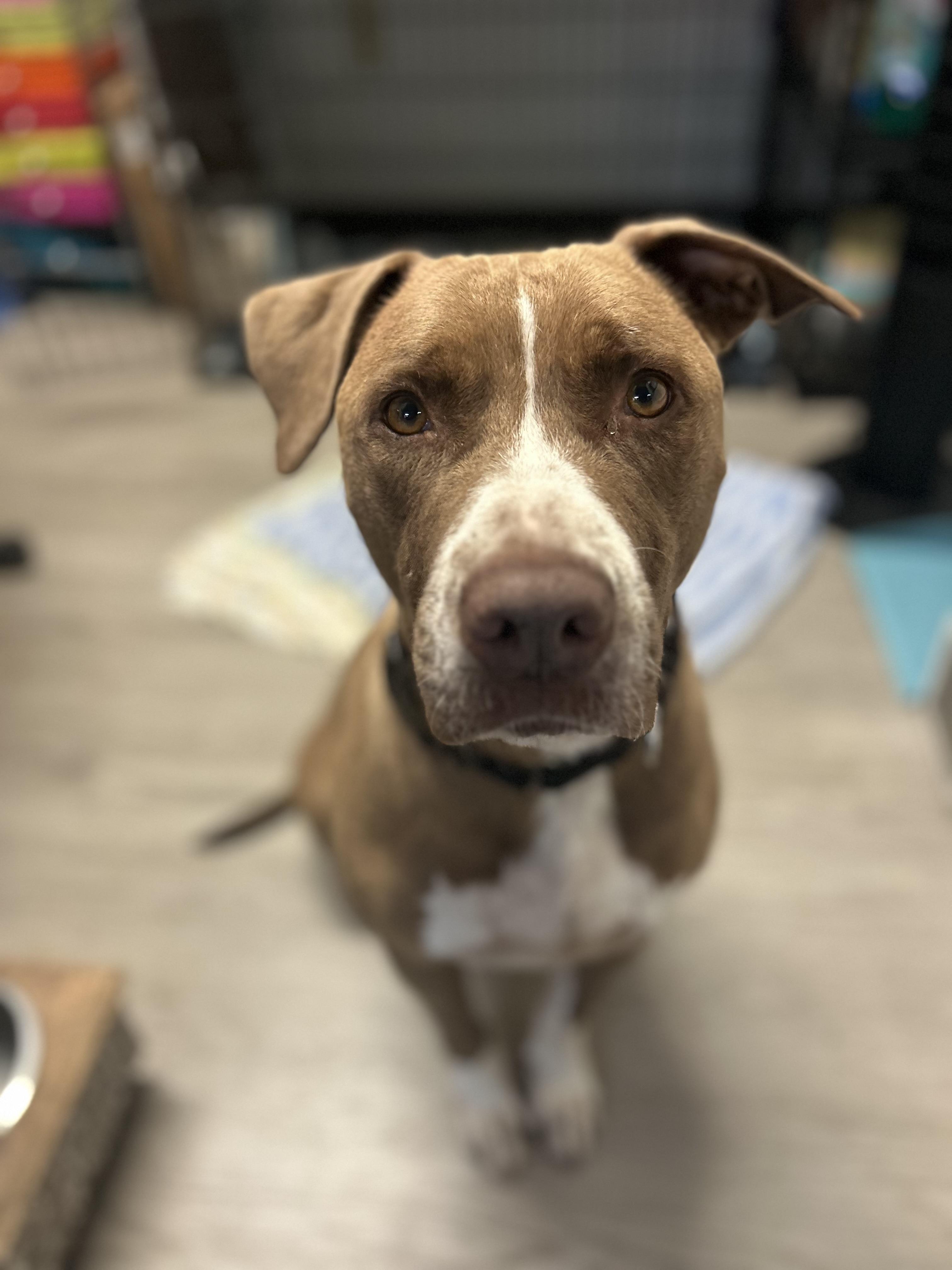 Yax, an adoptable Mixed Breed in Georgetown, SC, 29440 | Photo Image 3