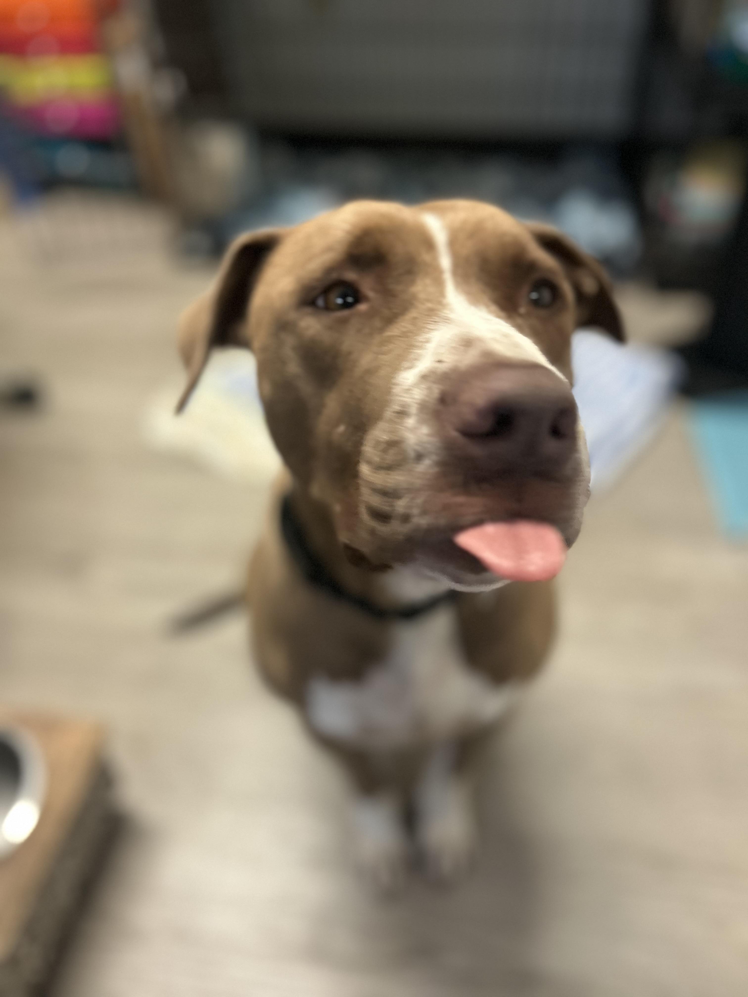 Yax, an adoptable Mixed Breed in Georgetown, SC, 29440 | Photo Image 2
