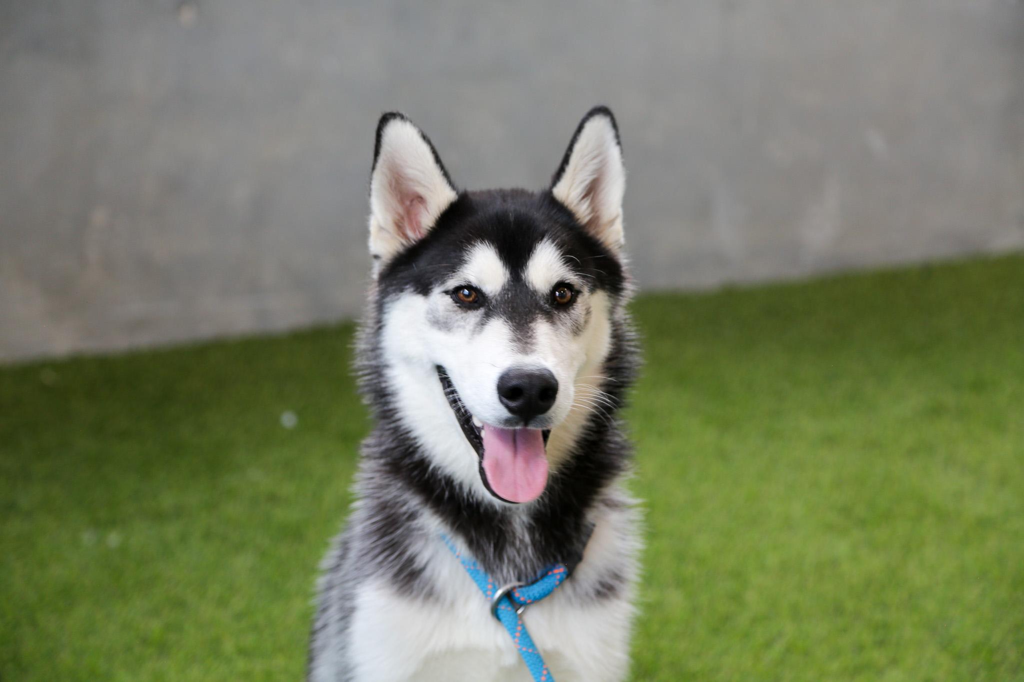 Shadow, Adoptable, Young Male Alaskan Malamute.