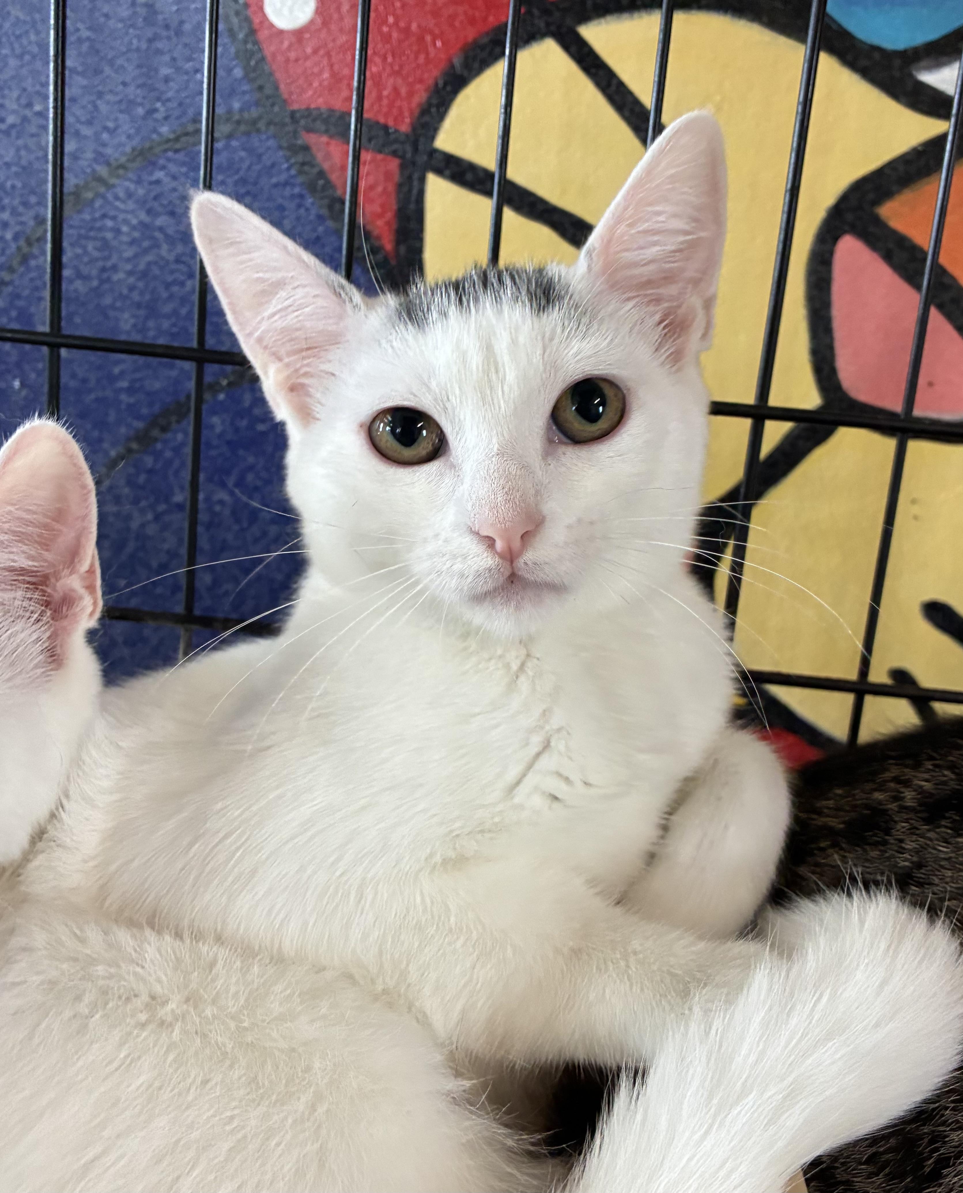 Enlarge Sandy, a ADOPTABLE Domestic Short Hair in Breinigsville, PA image 2/3