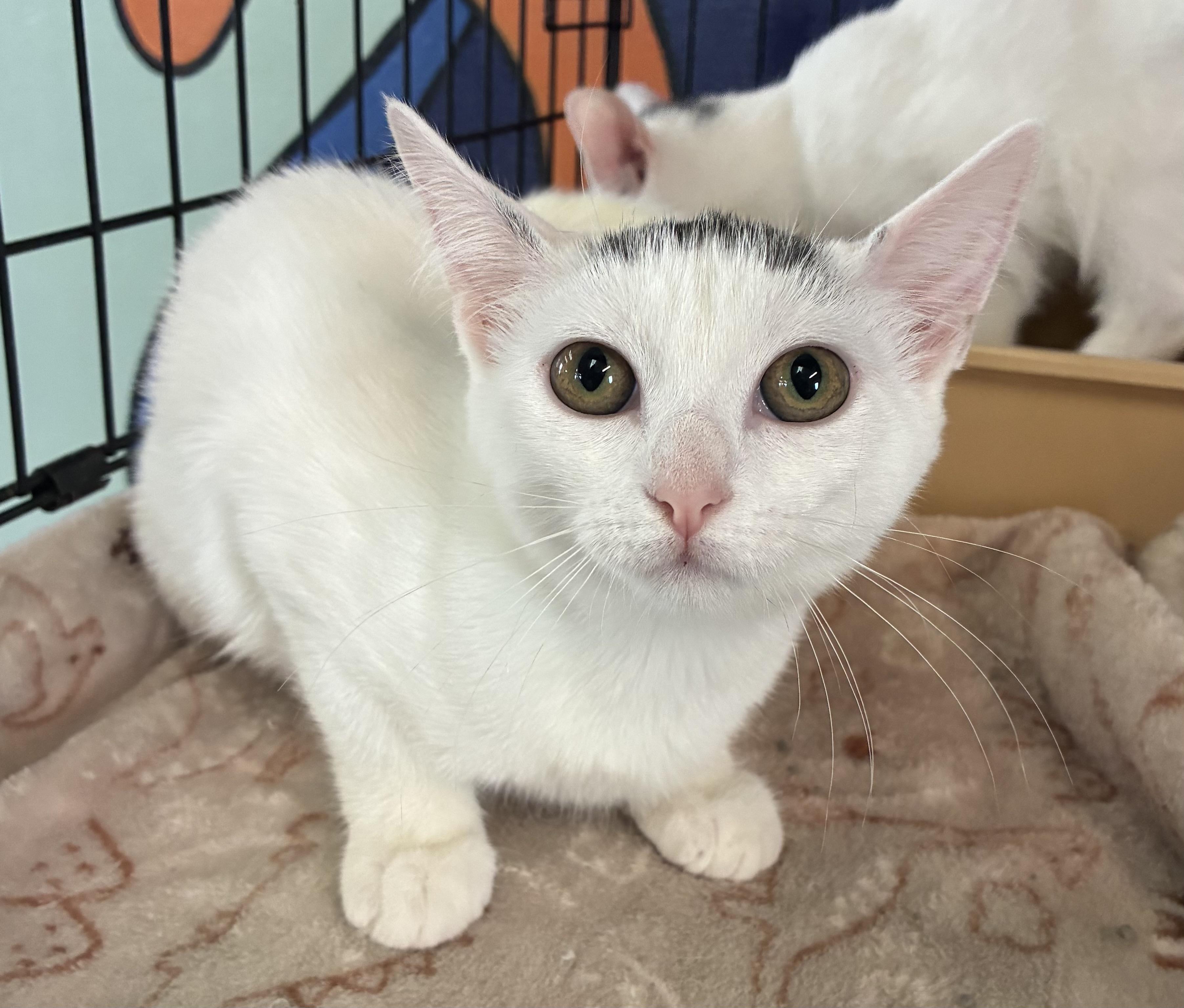 Enlarge Sandy, a ADOPTABLE Domestic Short Hair in Breinigsville, PA image 3/3
