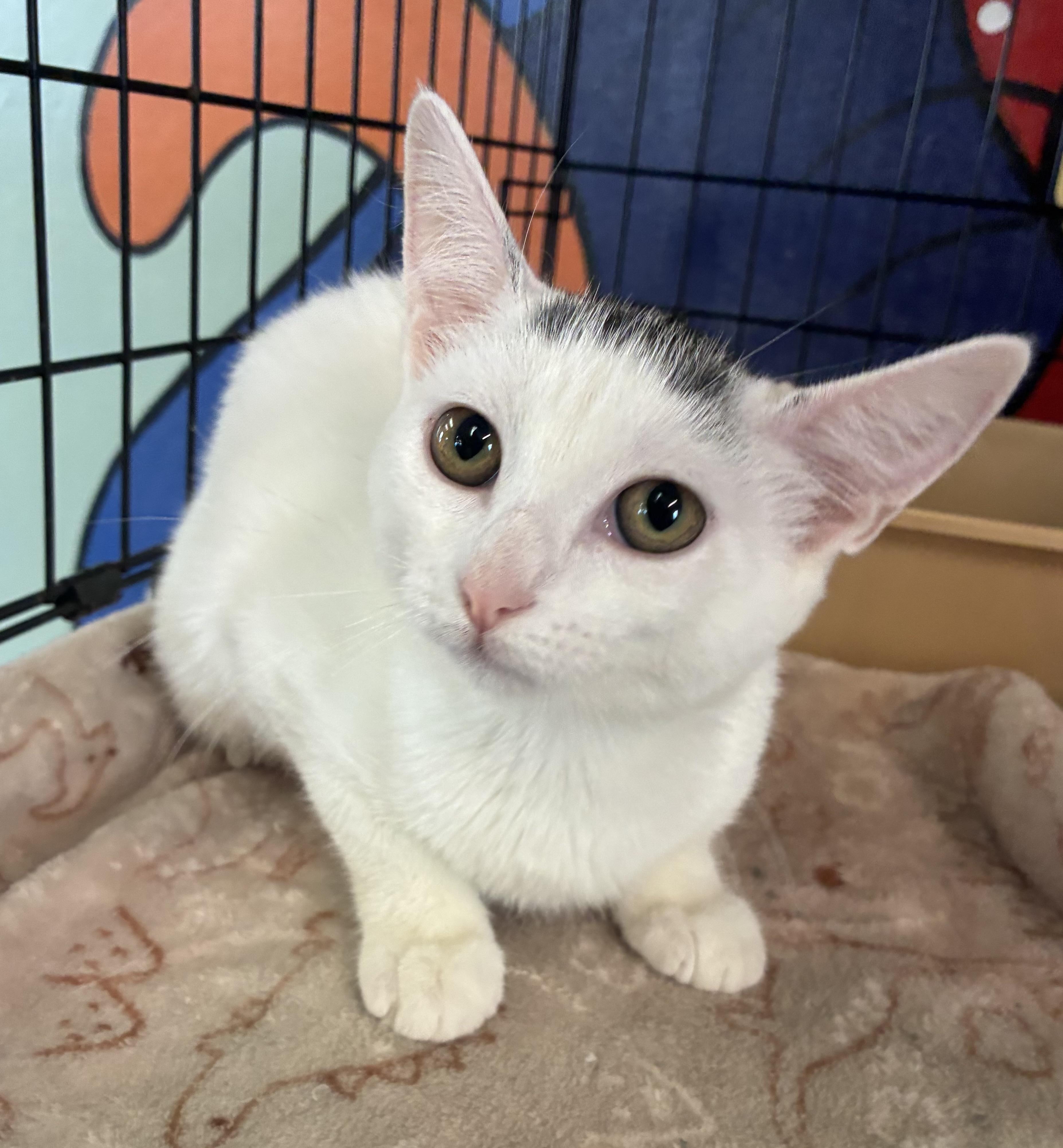 Enlarge Sandy, a ADOPTABLE Domestic Short Hair in Breinigsville, PA image 1/3