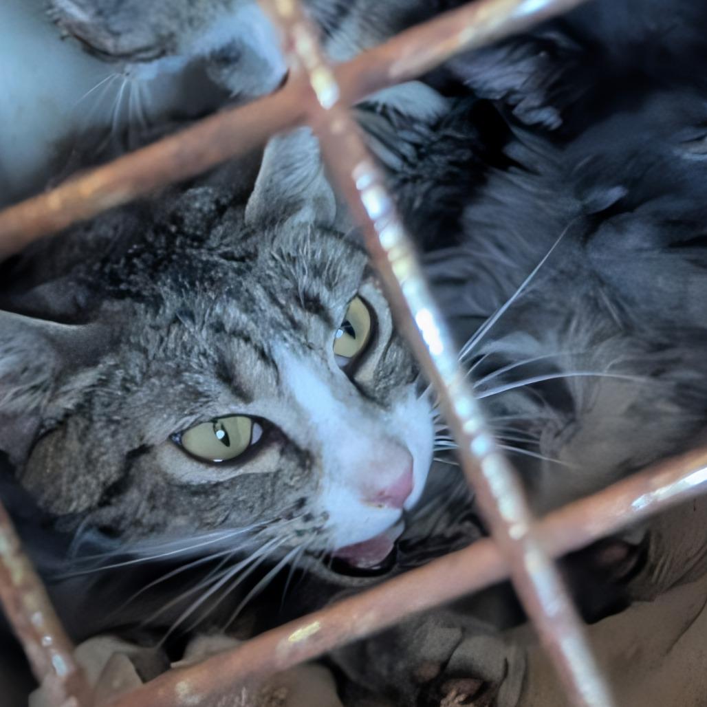 Kabi, Adoptable, Kitten Male Domestic Short Hair.